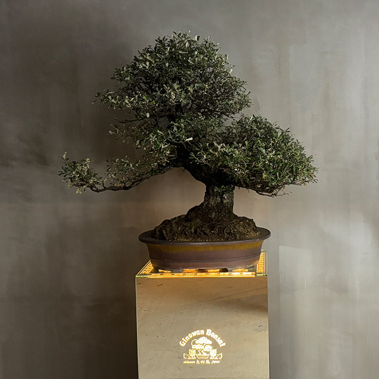 オオハマボウ - Ginowan Bonsai