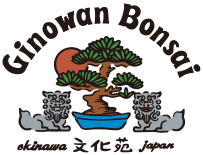 Ginowan Bonsai