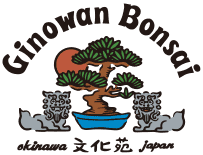 Ginowan Bonsai