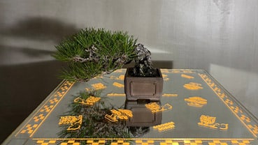 多彩な樹形のラインアップ