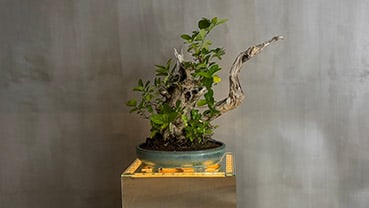 充実の植え替えサポート
