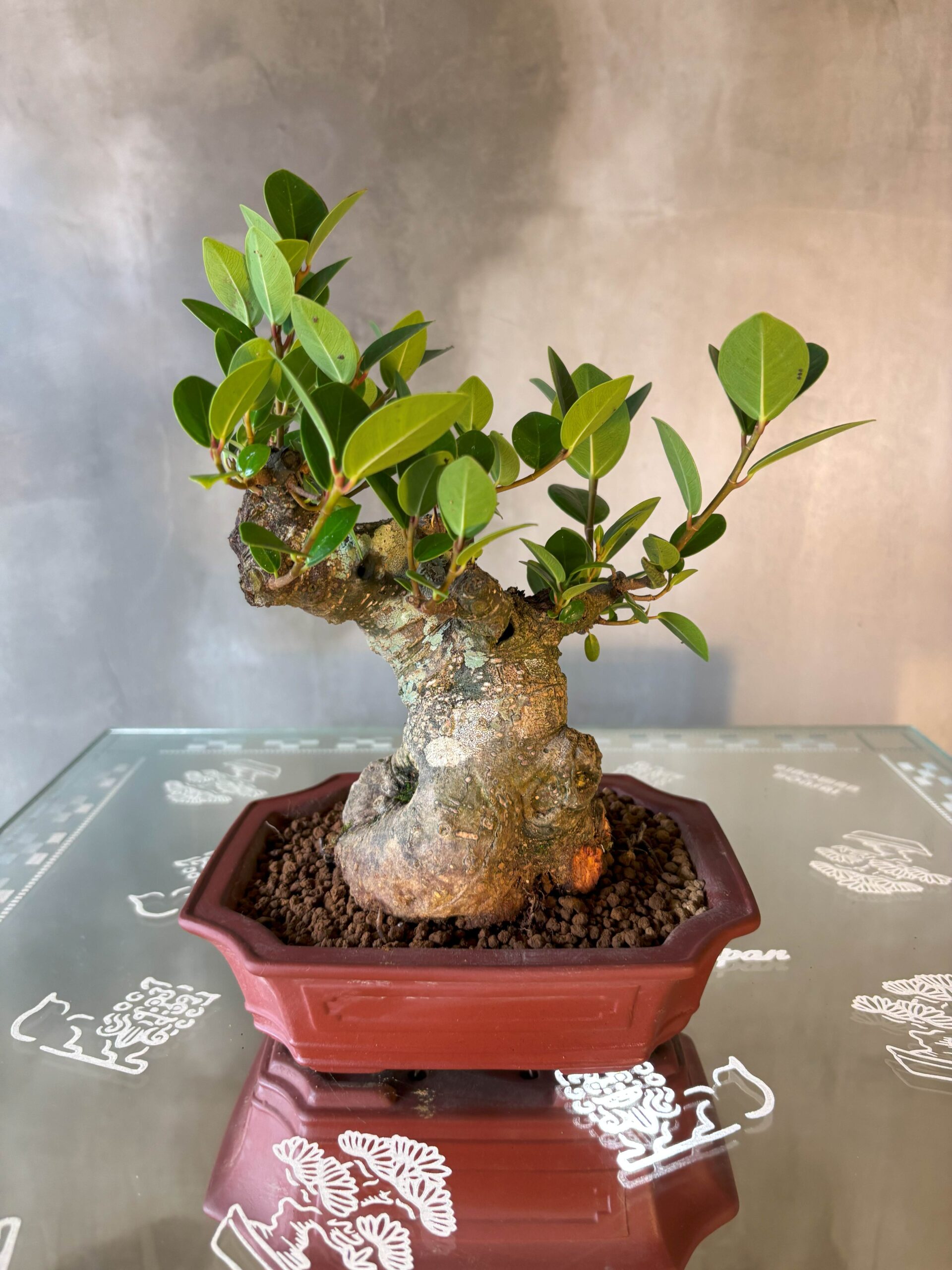 ガジュマル - 画像 (5)