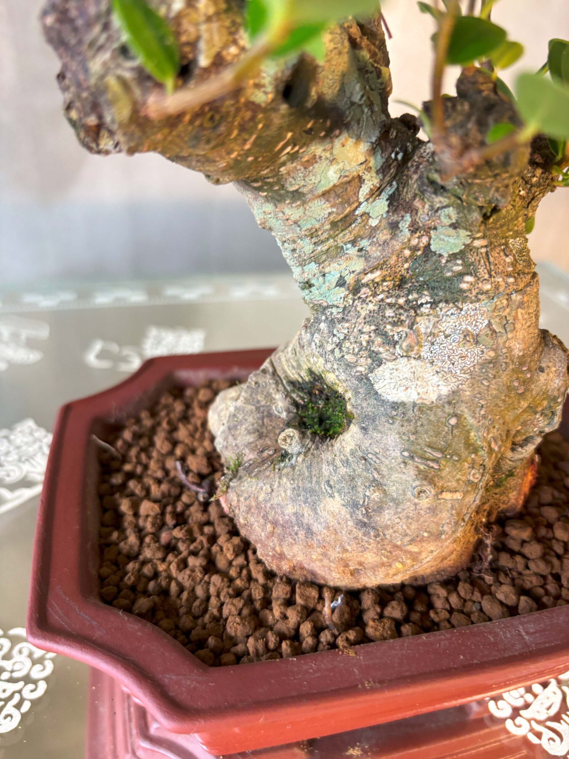 ガジュマル - 画像 (3)