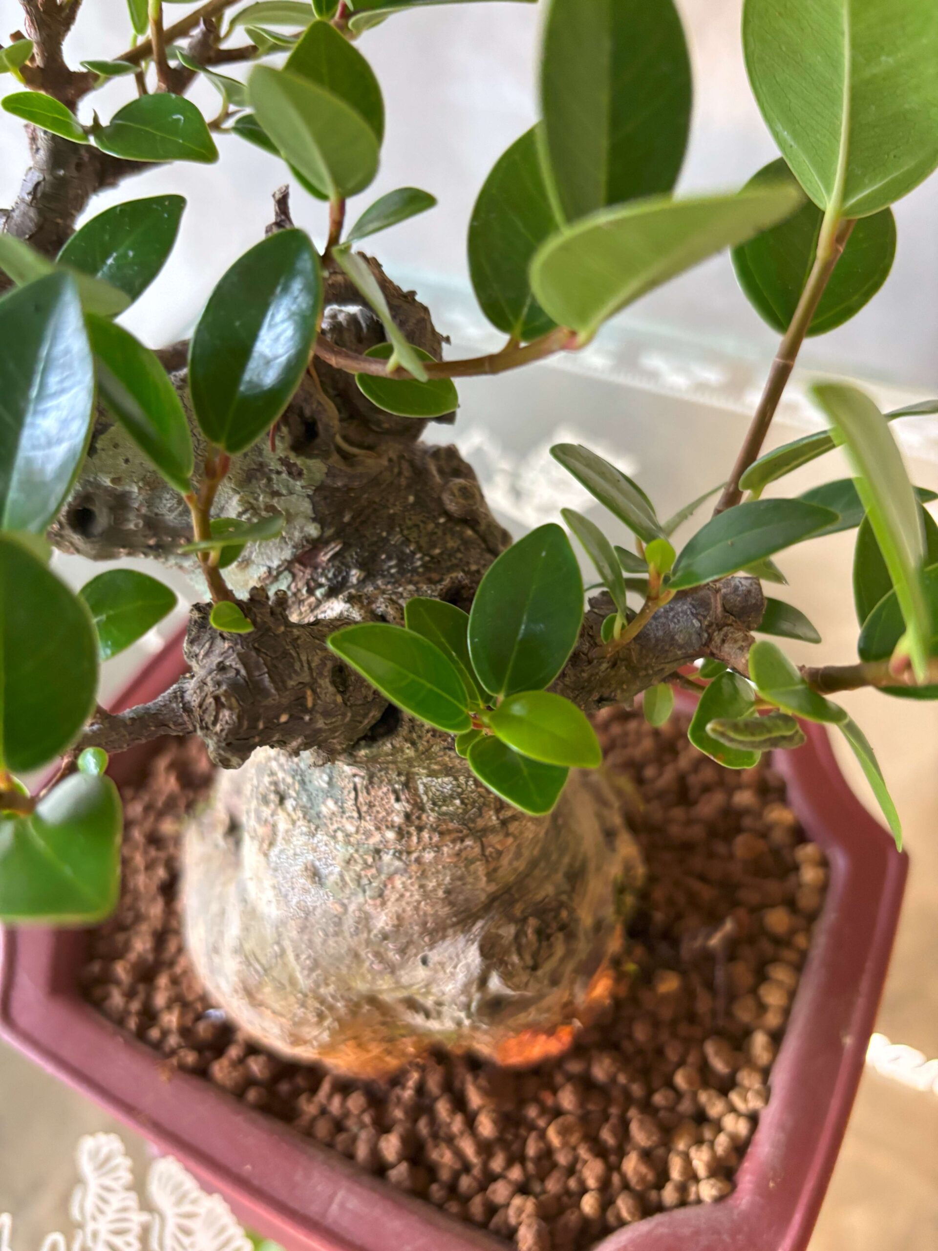 ガジュマル - 画像 (4)