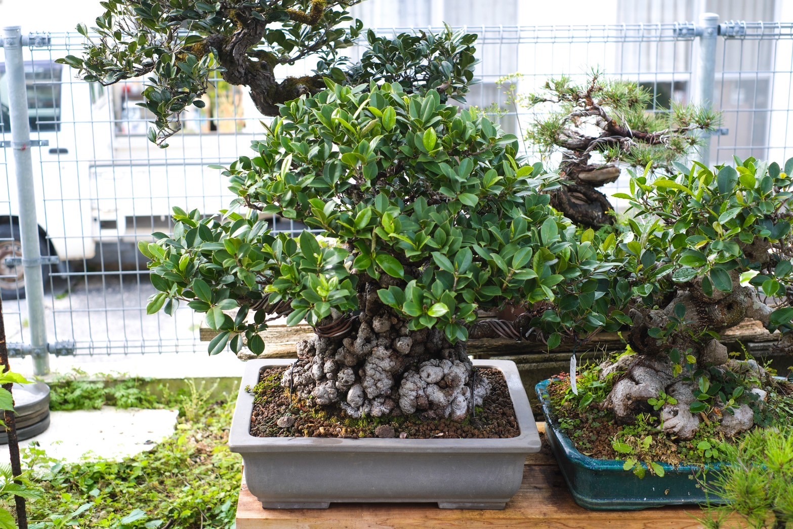 沖縄の盆栽・観葉植物の通販なら - Ginowan Bonsai
