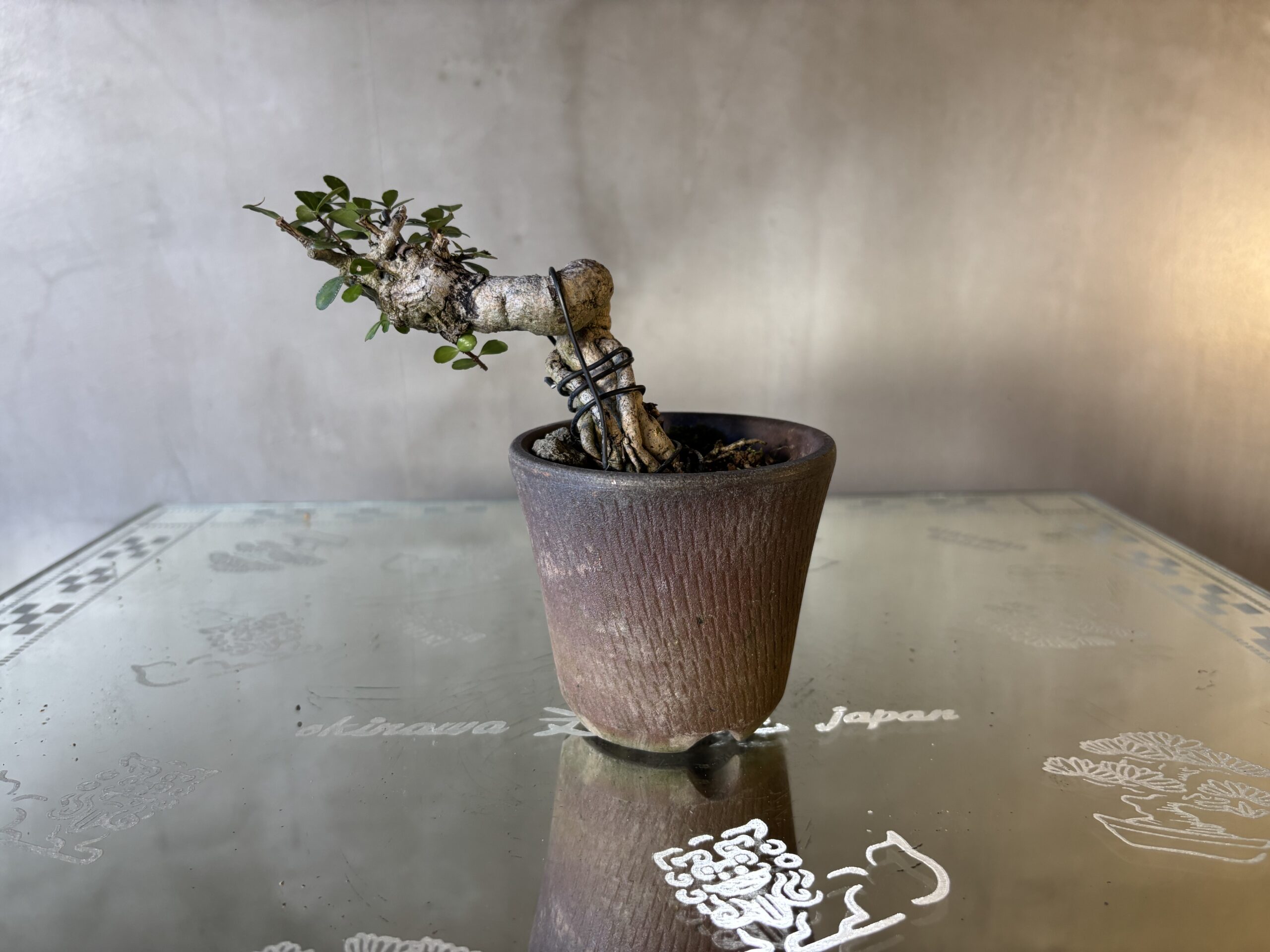 ハリツルマサキ