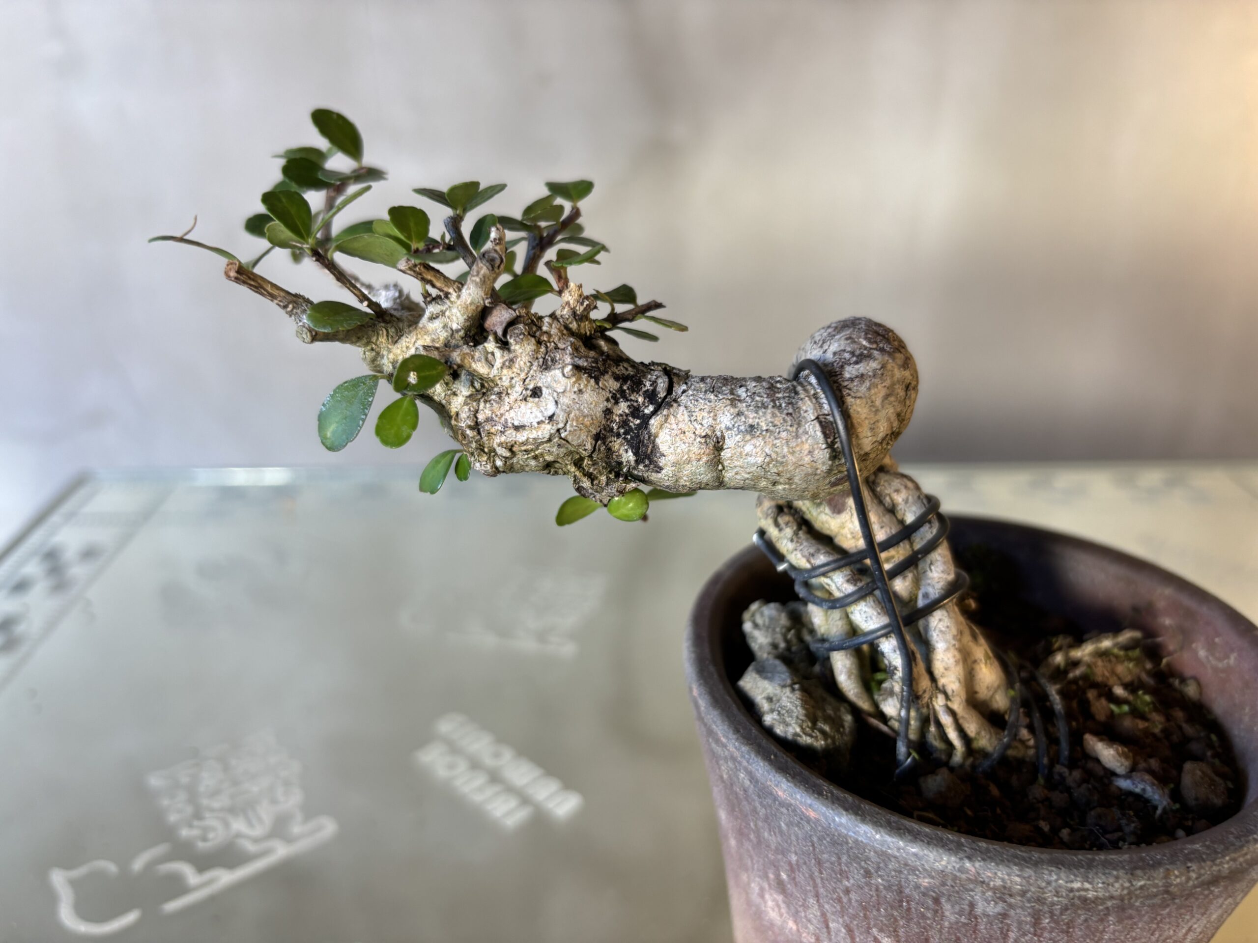 ハリツルマサキ - 画像 (3)