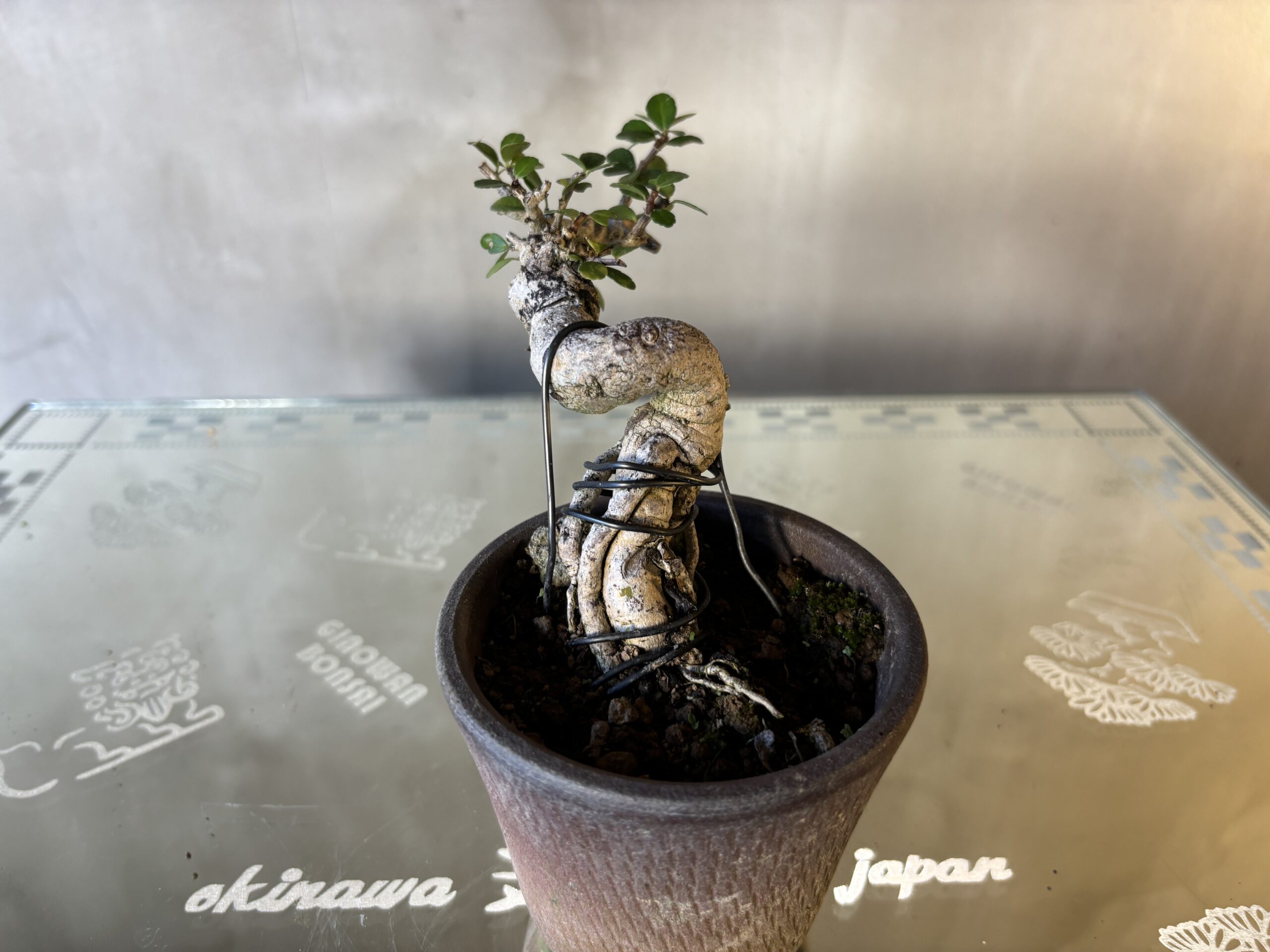 ハリツルマサキ - 画像 (2)