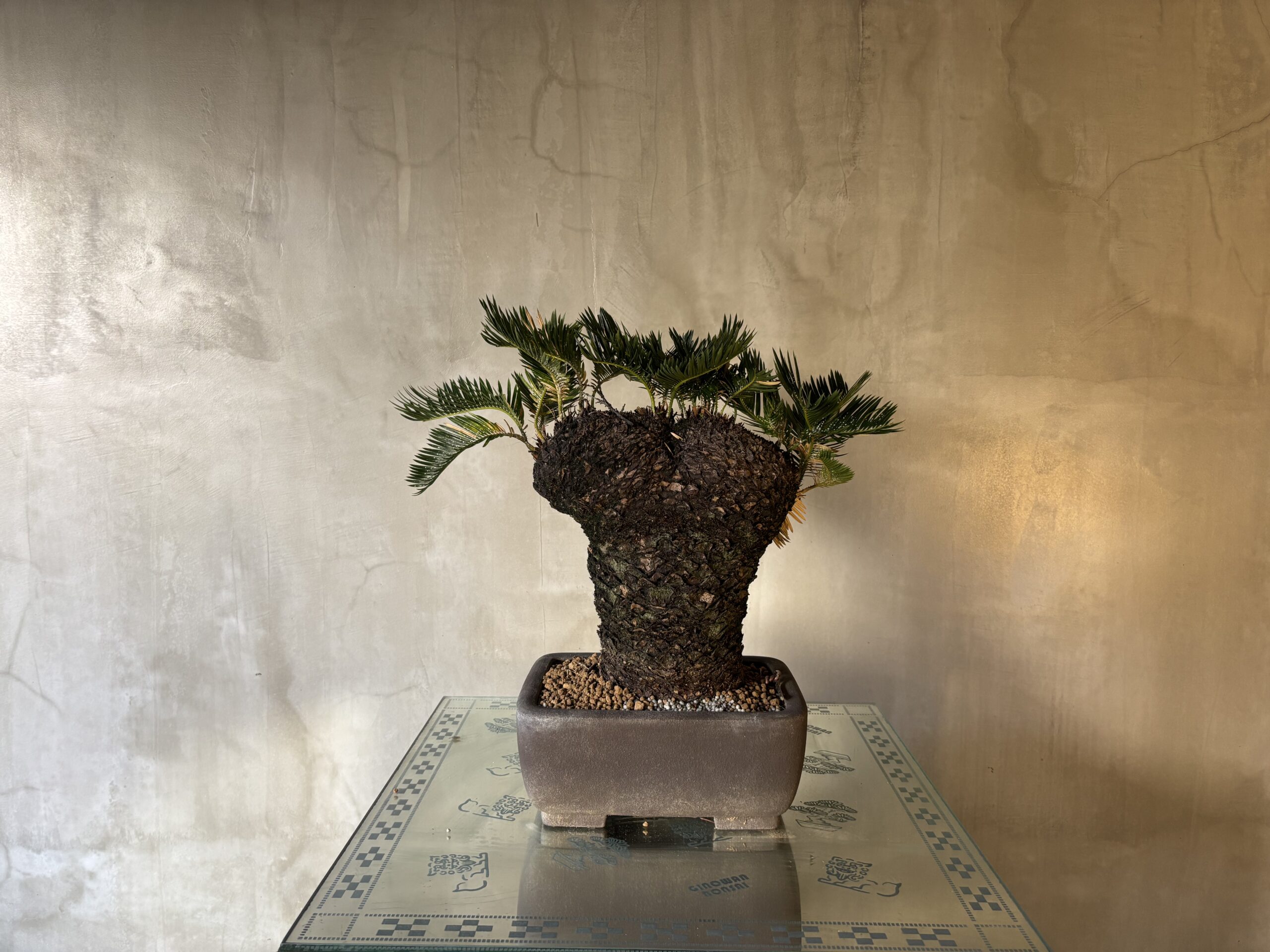 獅子ソテツ - 画像 (3)