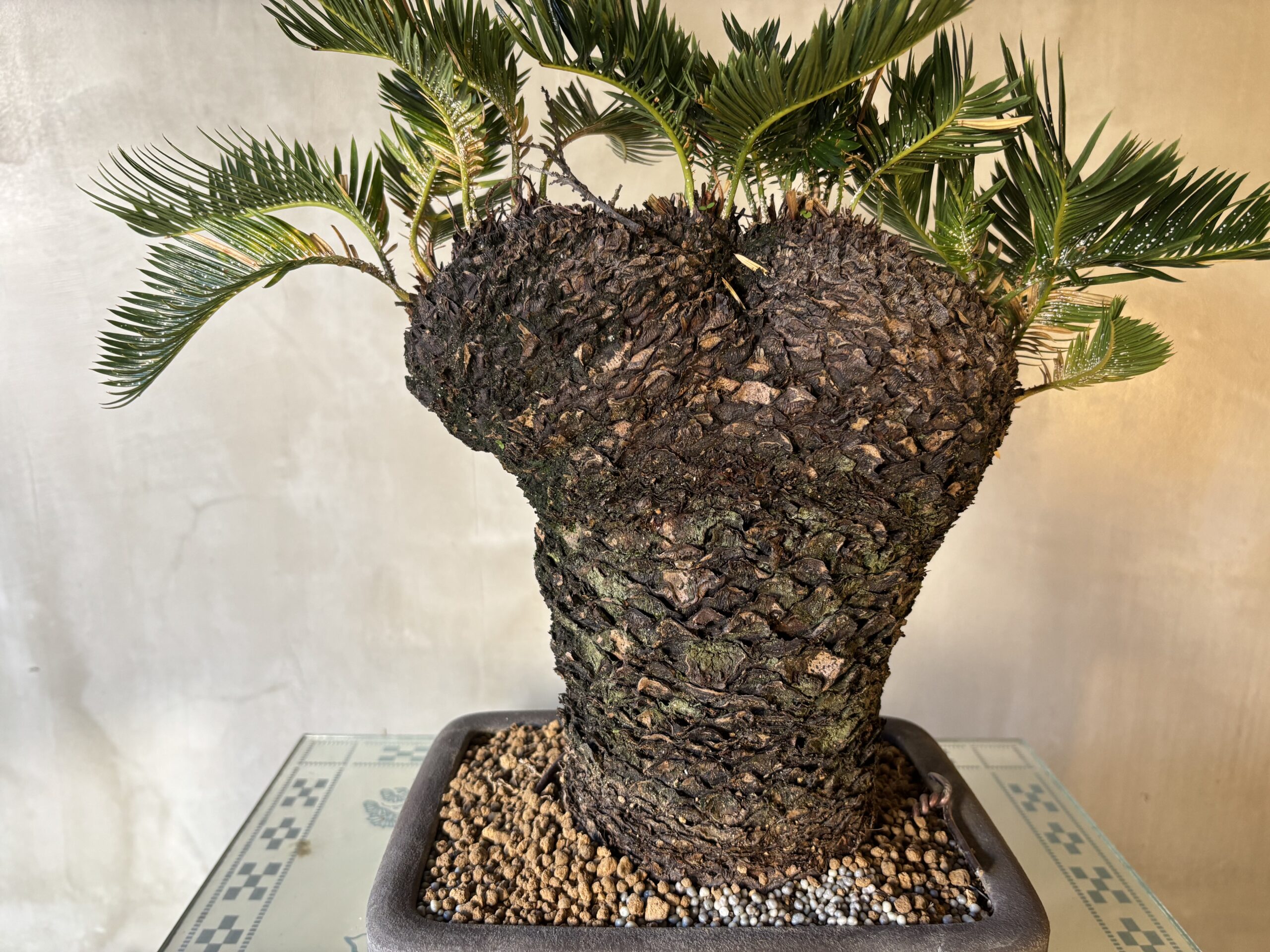 獅子ソテツ - 画像 (2)