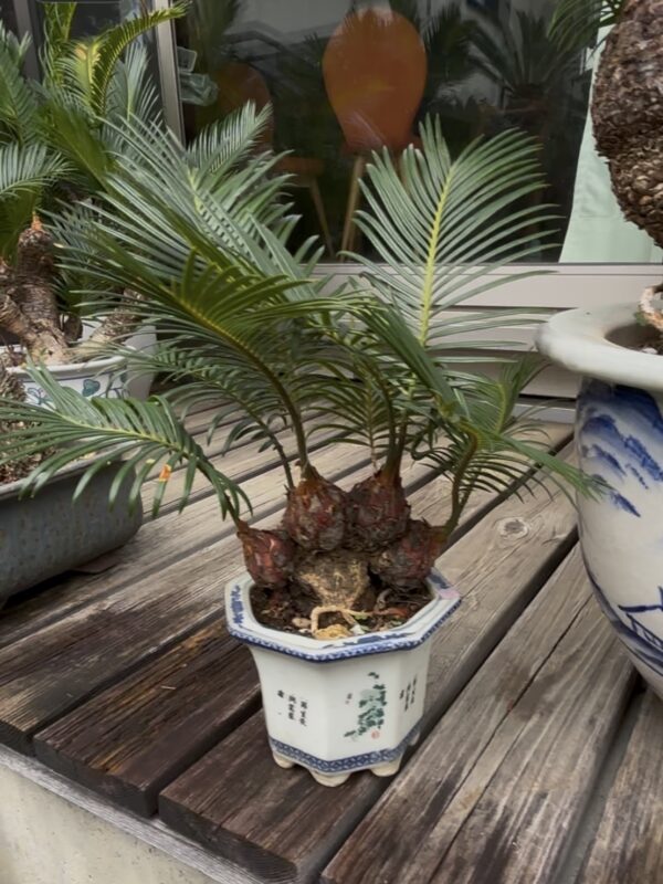 ソテツ - Ginowan Bonsai