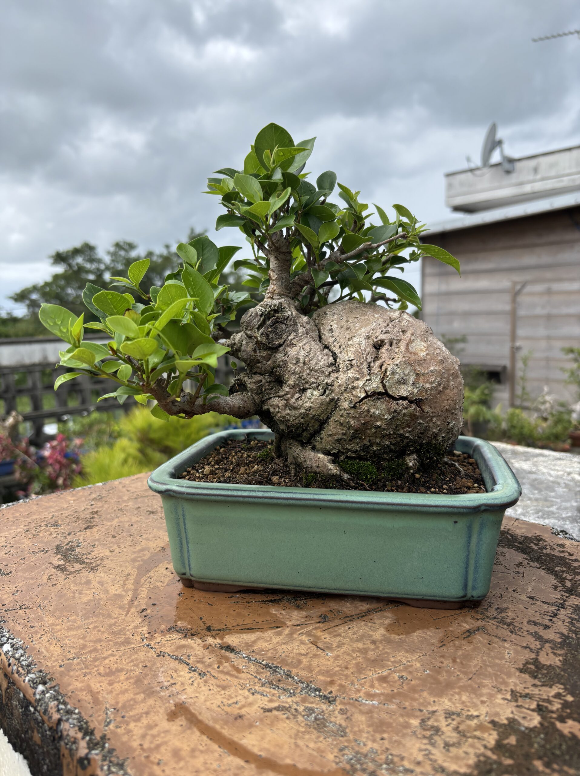 ガジュマル - 画像 (2)