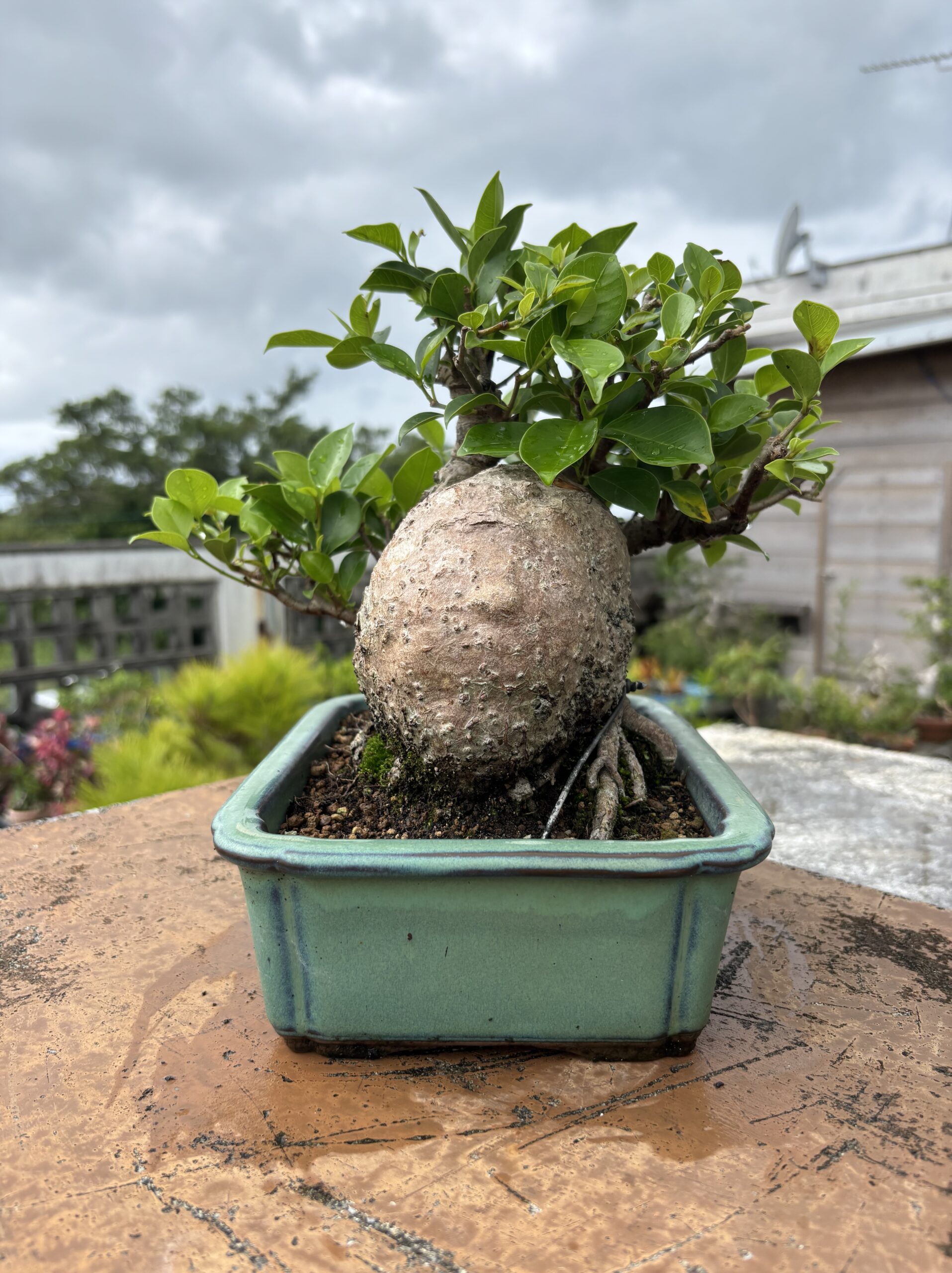 ガジュマル - 画像 (3)