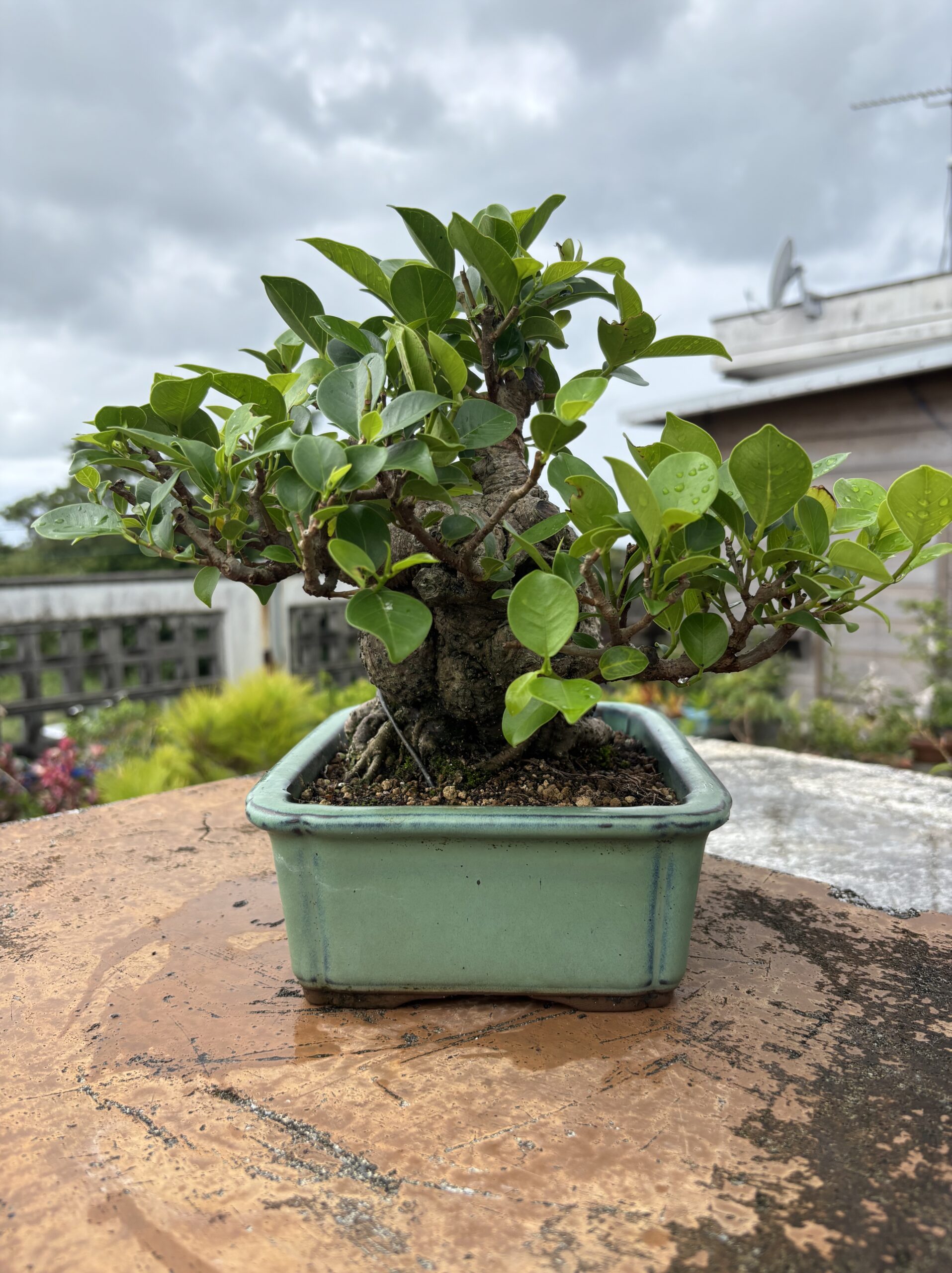 ガジュマル - 画像 (4)