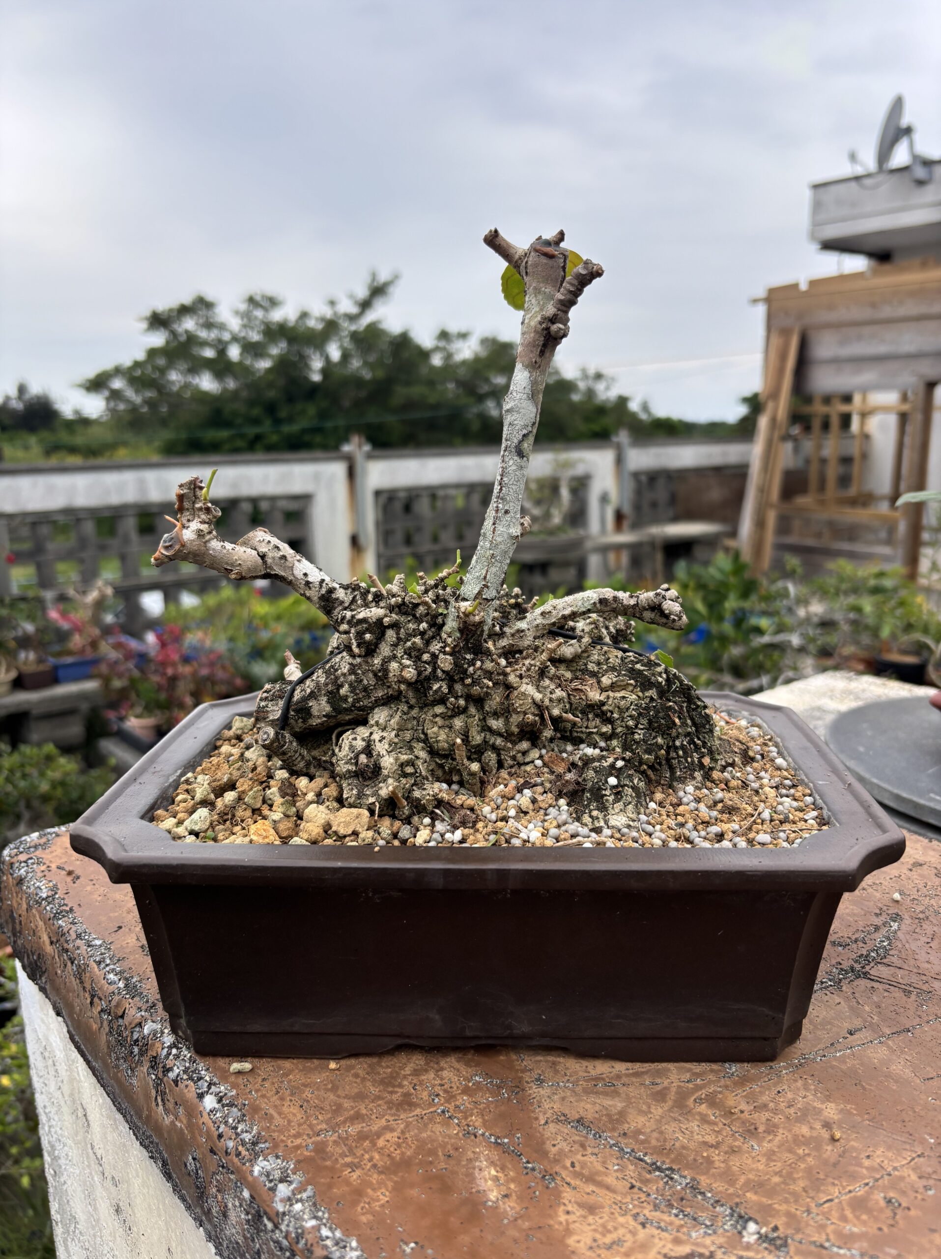 ハリツルマサキとオオハマボウのセット ハリツルマサキとオオハマボウのセット ハリツルマサキとオオハマボウ