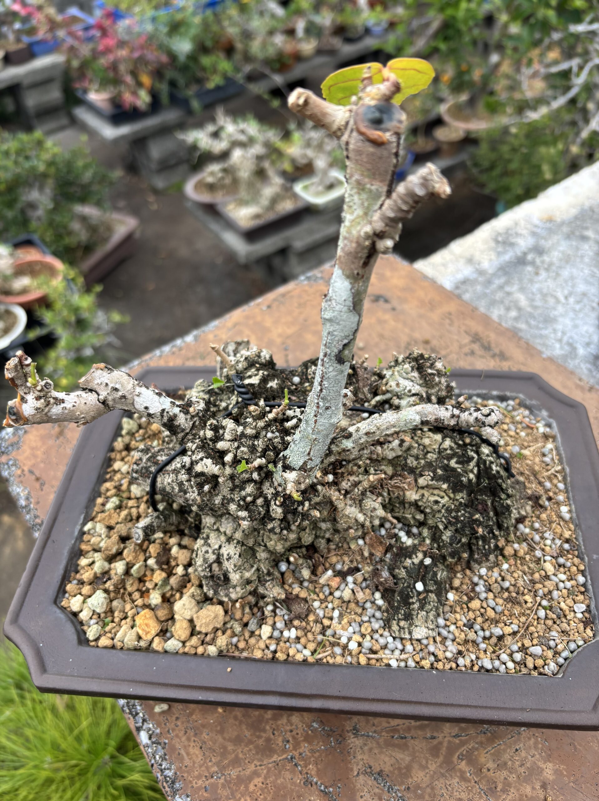 オオハマボウ - 画像 (4)