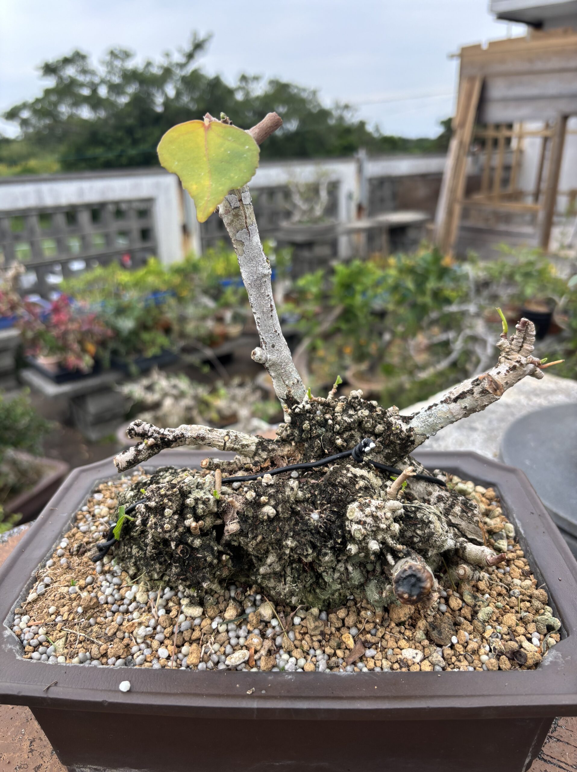 オオハマボウ - 画像 (3)