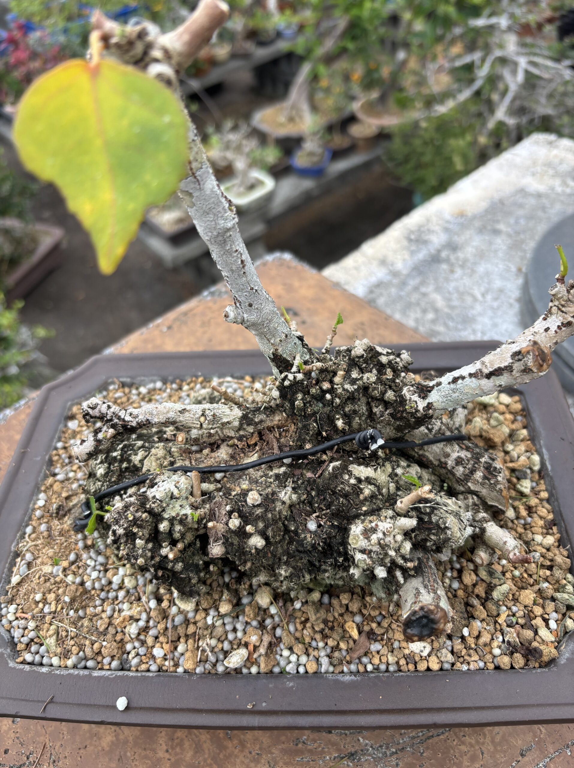 オオハマボウ - 画像 (2)