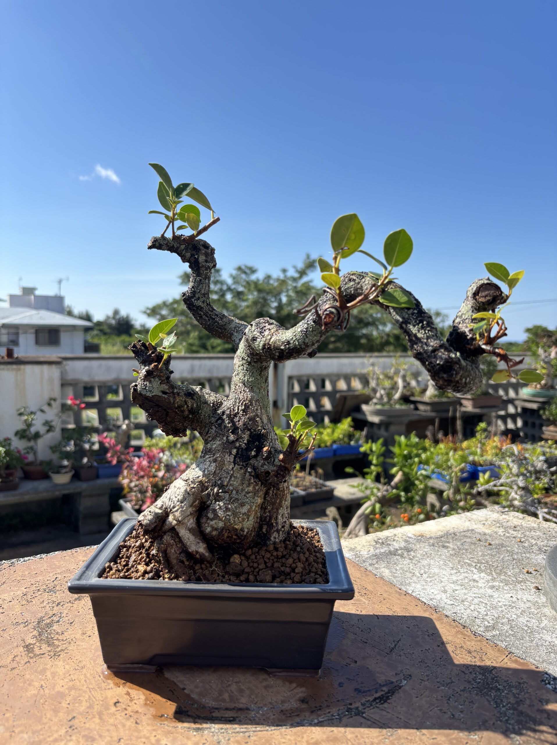 ガジュマル - 画像 (4)