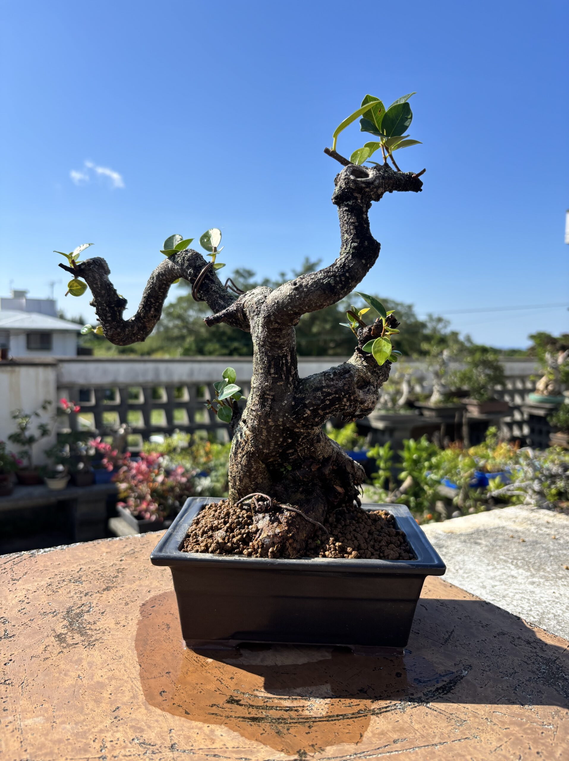 ガジュマル - 画像 (2)