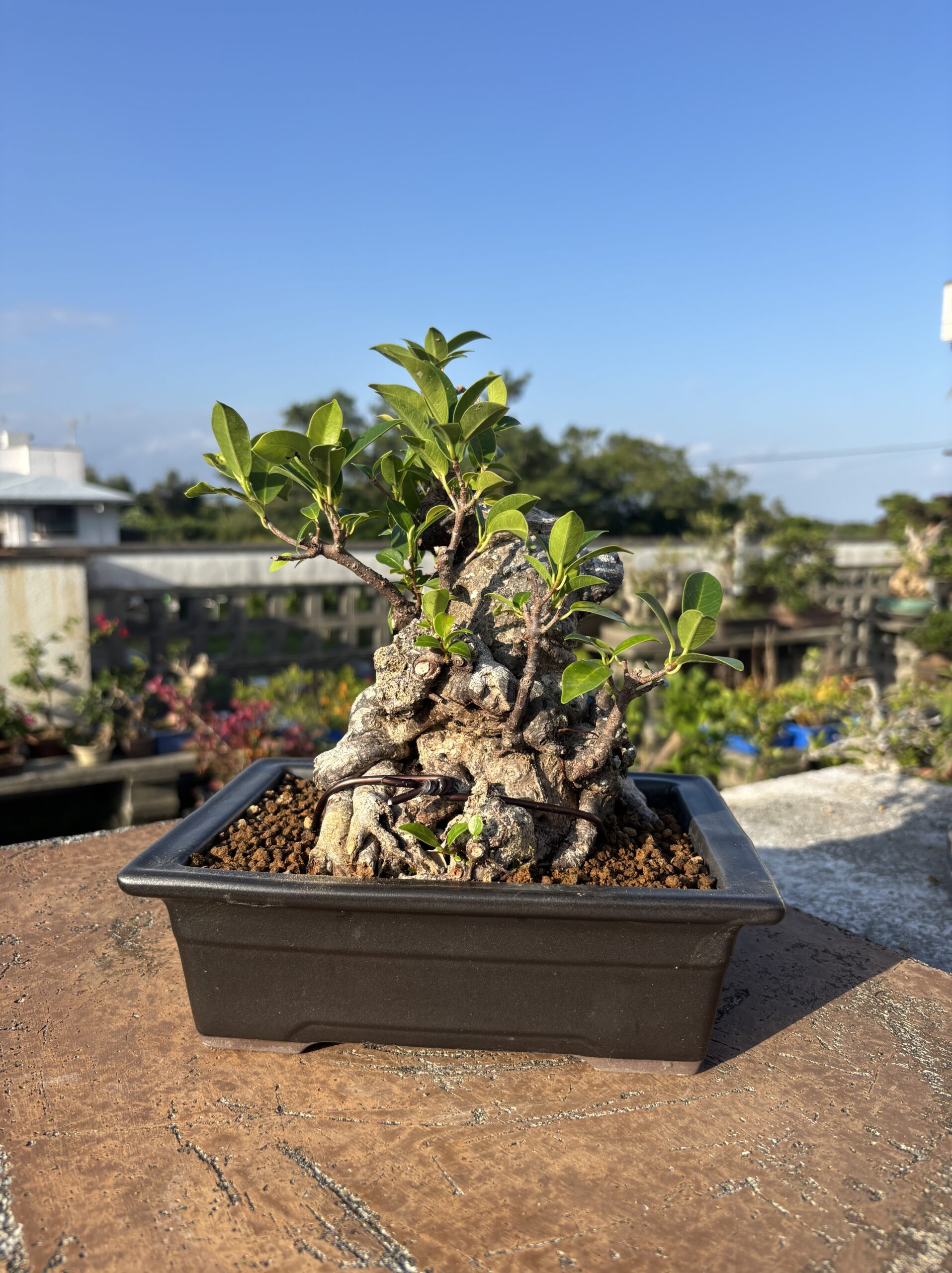 ガジュマル - 画像 (2)