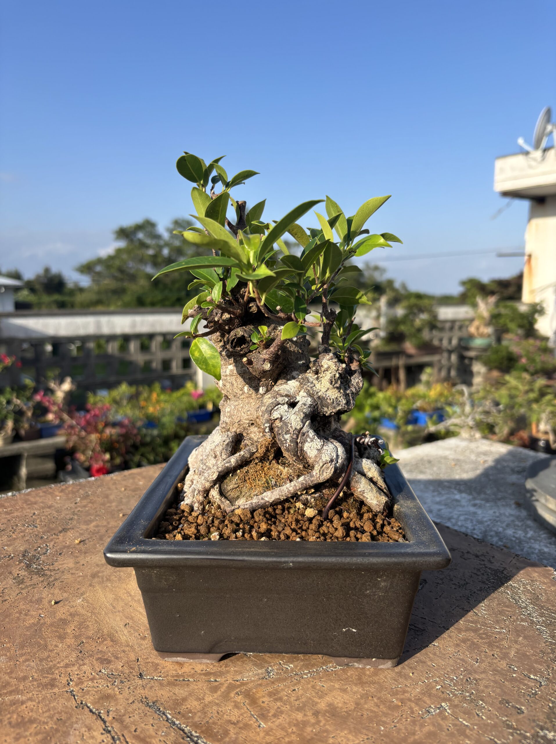 ガジュマル - 画像 (3)