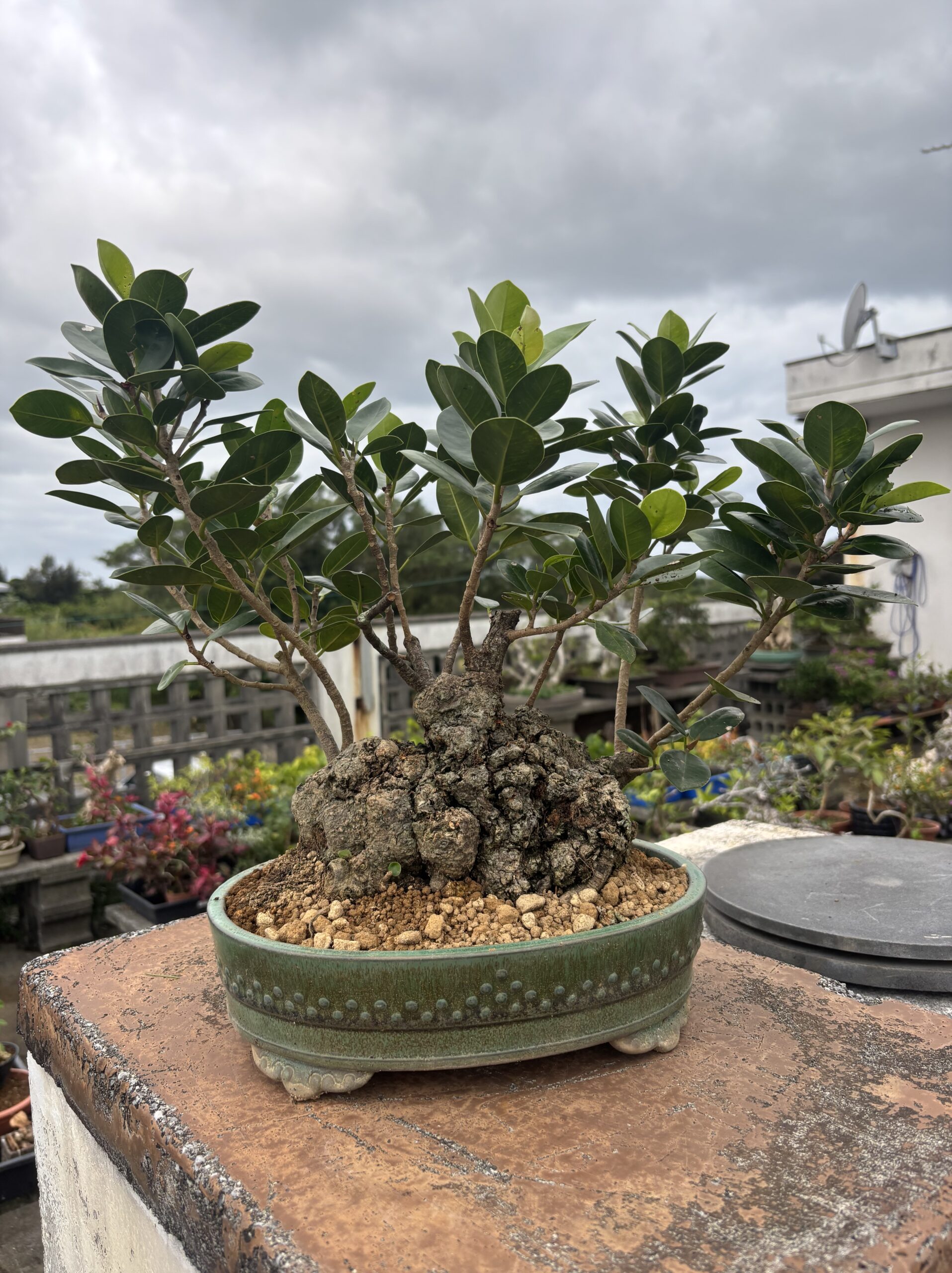 ガジュマル - 画像 (5)