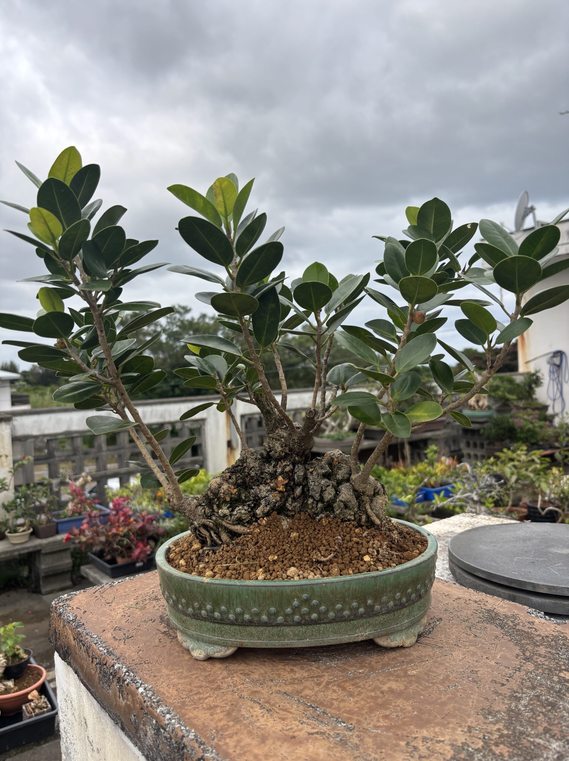 ガジュマル - 画像 (4)