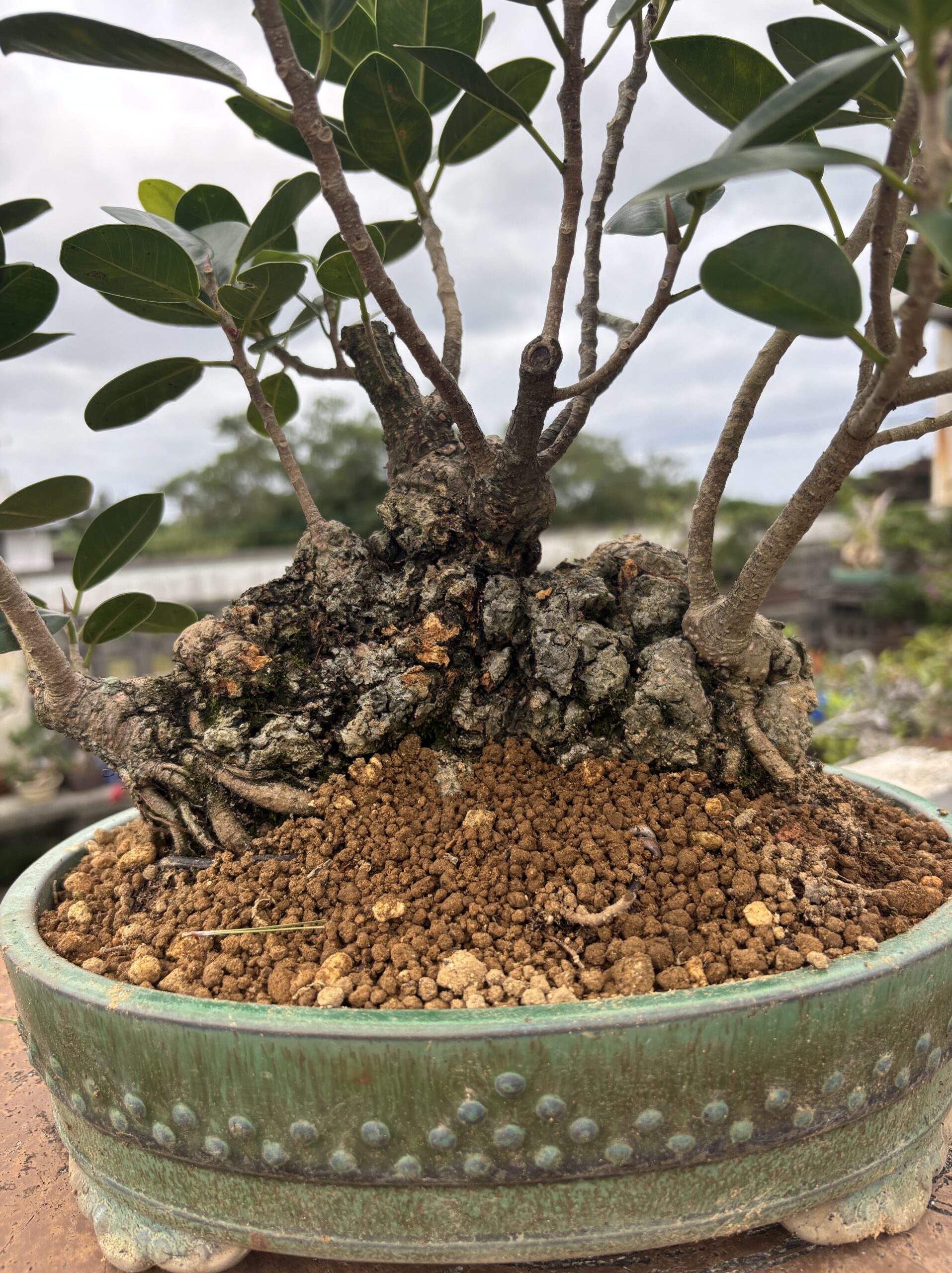 ガジュマル - 画像 (3)