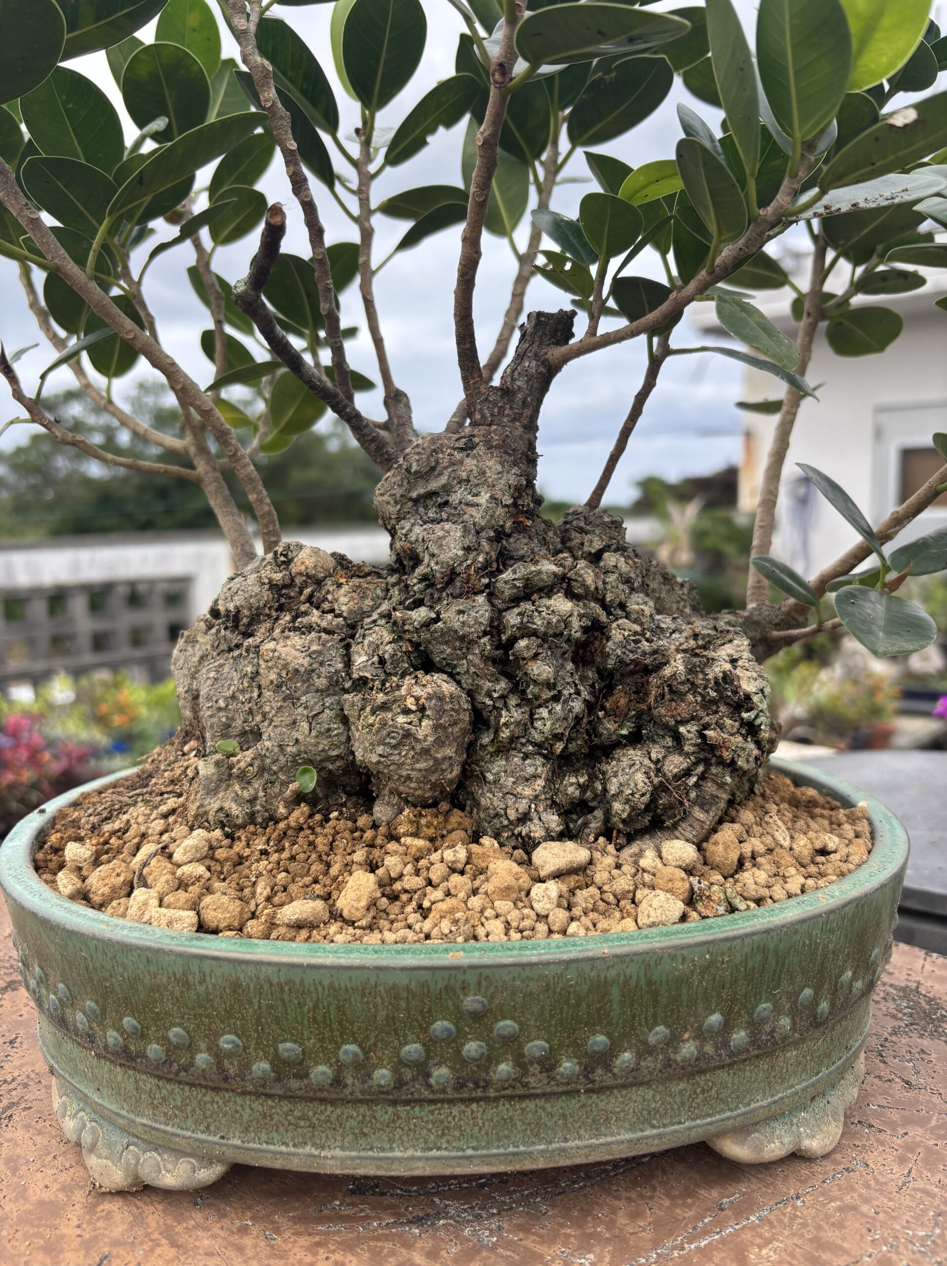 ガジュマル - 画像 (2)