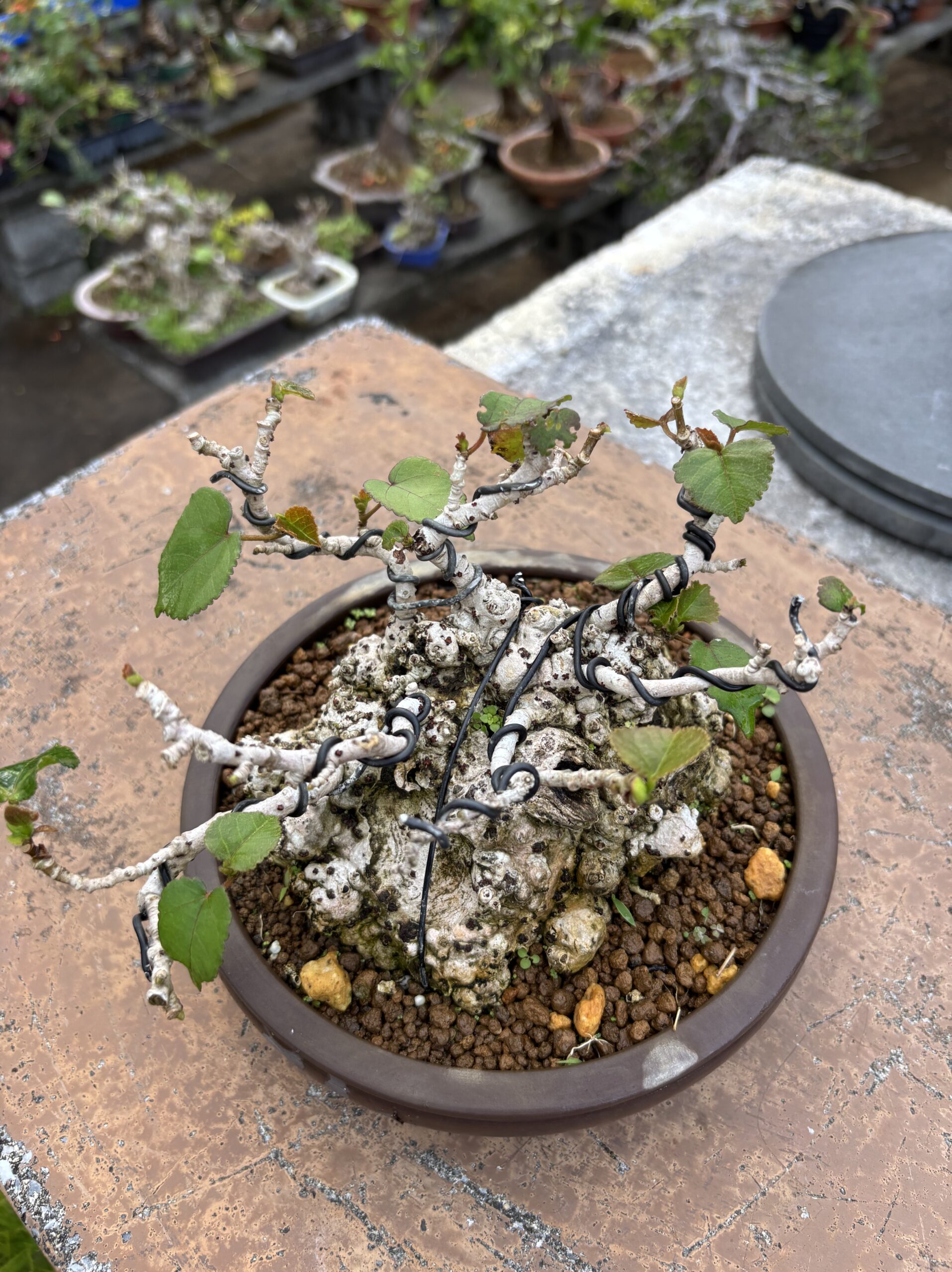 オオハマボウ - 画像 (3)