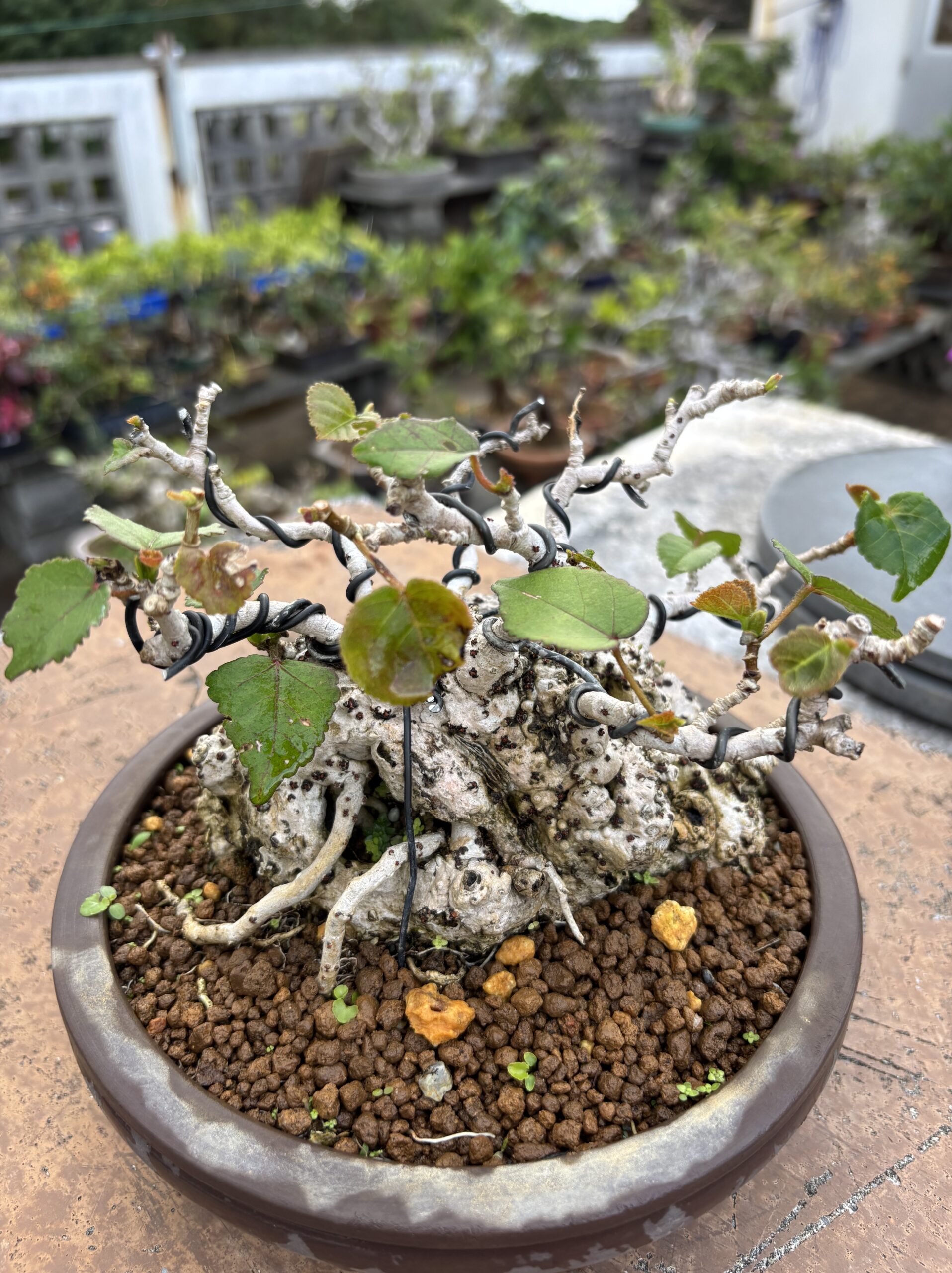 オオハマボウ - 画像 (2)