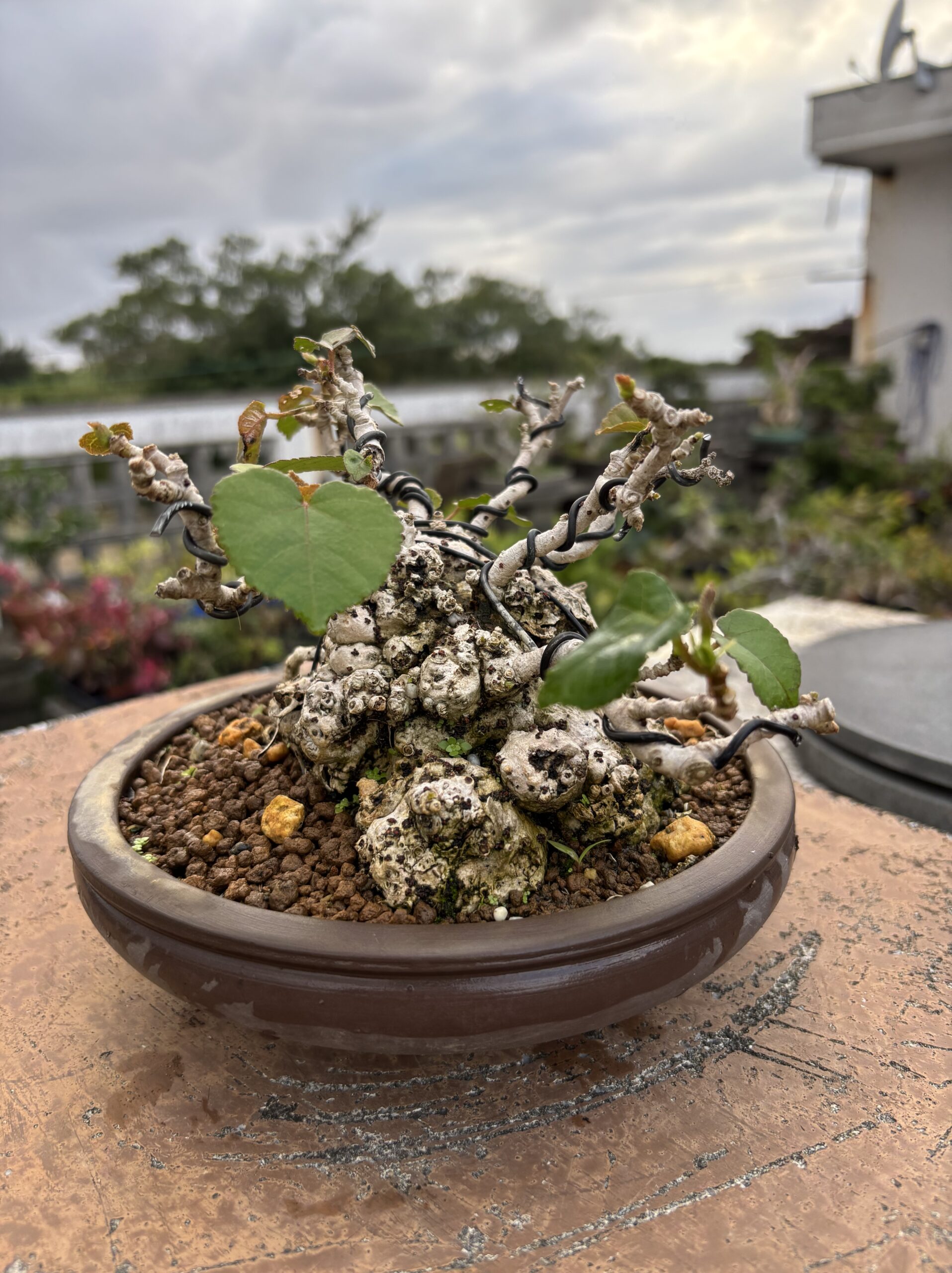 オオハマボウ - 画像 (4)