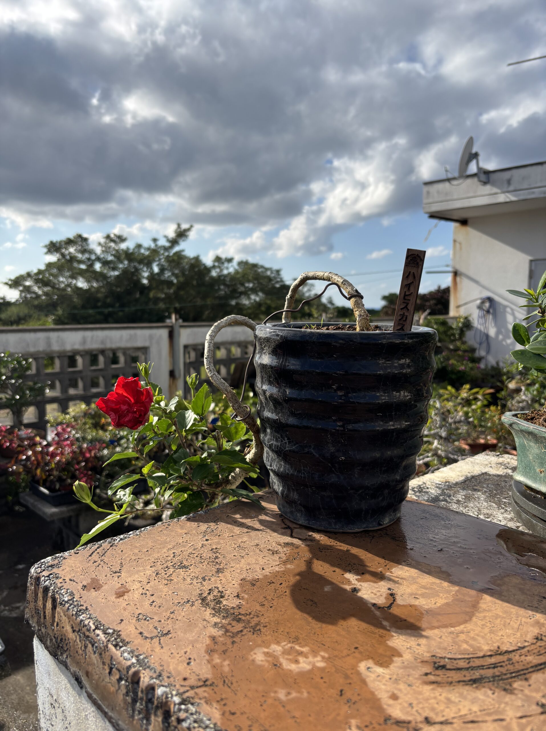 ハイビスカス - 画像 (2)