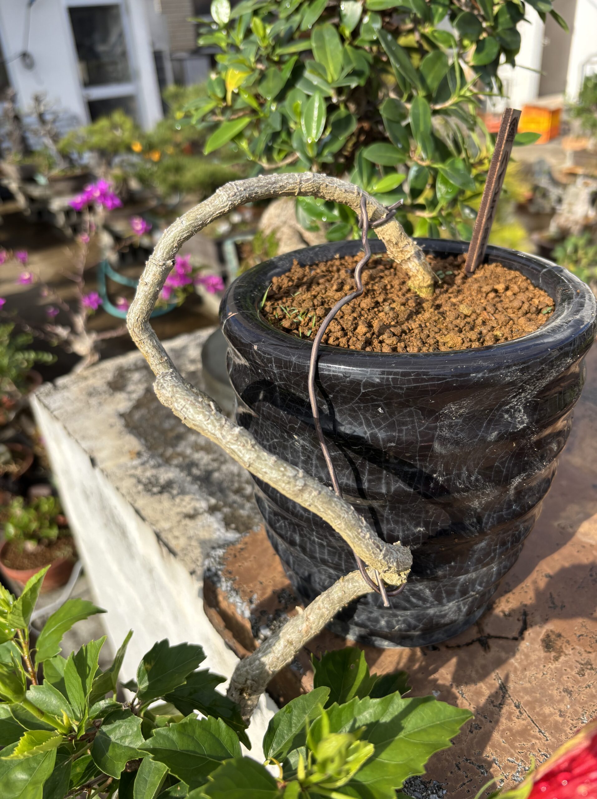 ハイビスカス - 画像 (4)