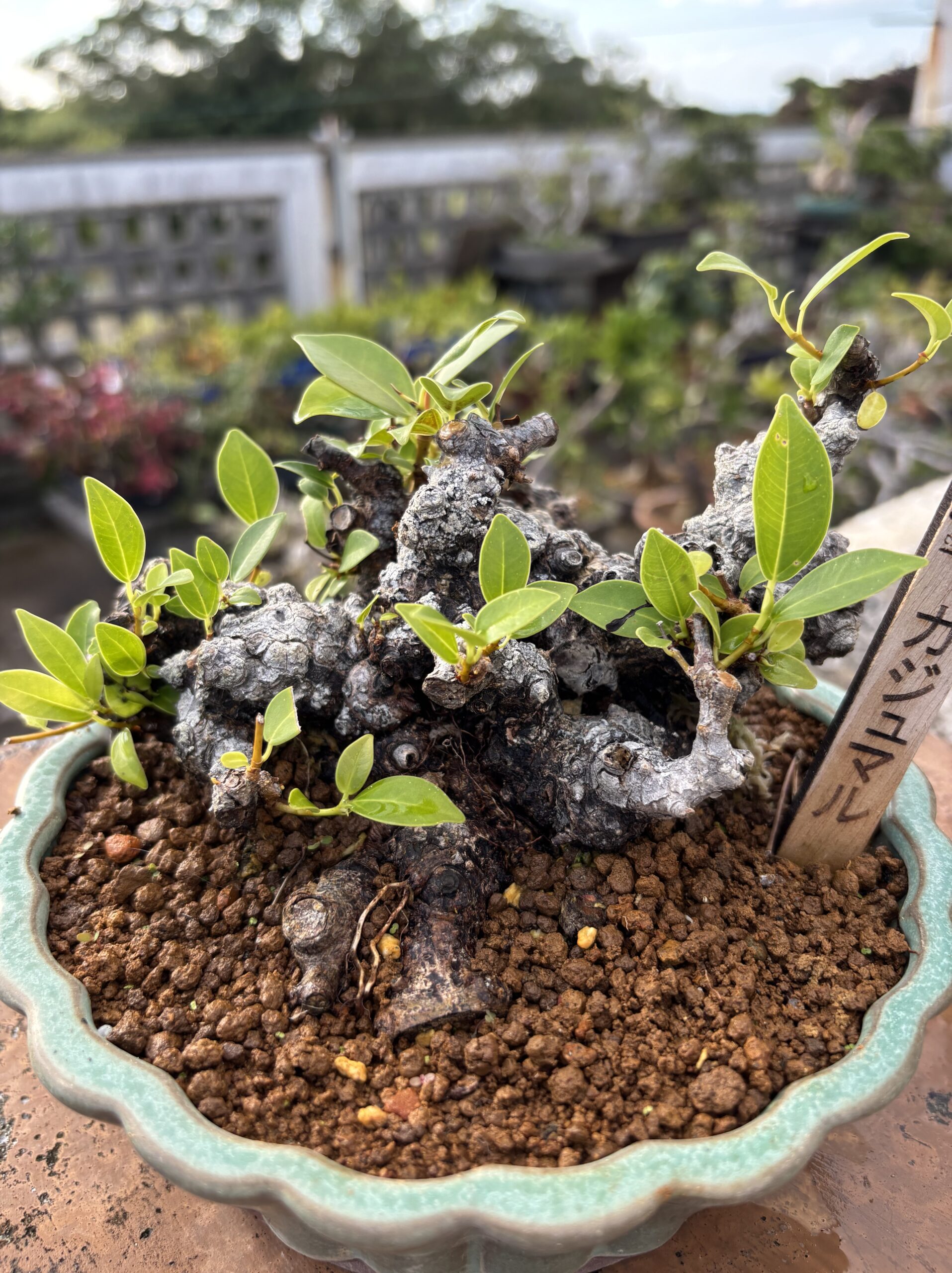 ガジュマル - 画像 (2)