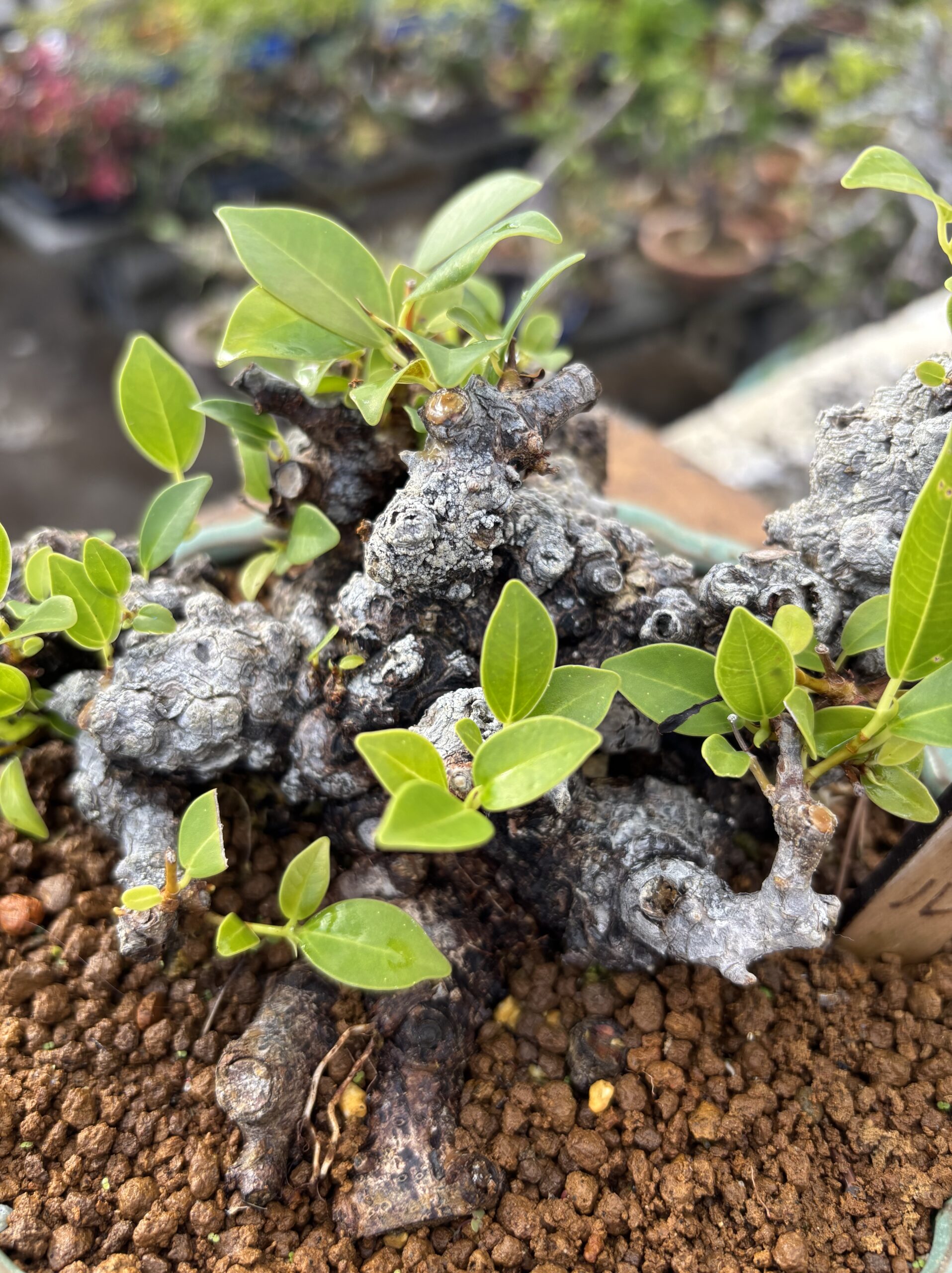 ガジュマル - 画像 (12)