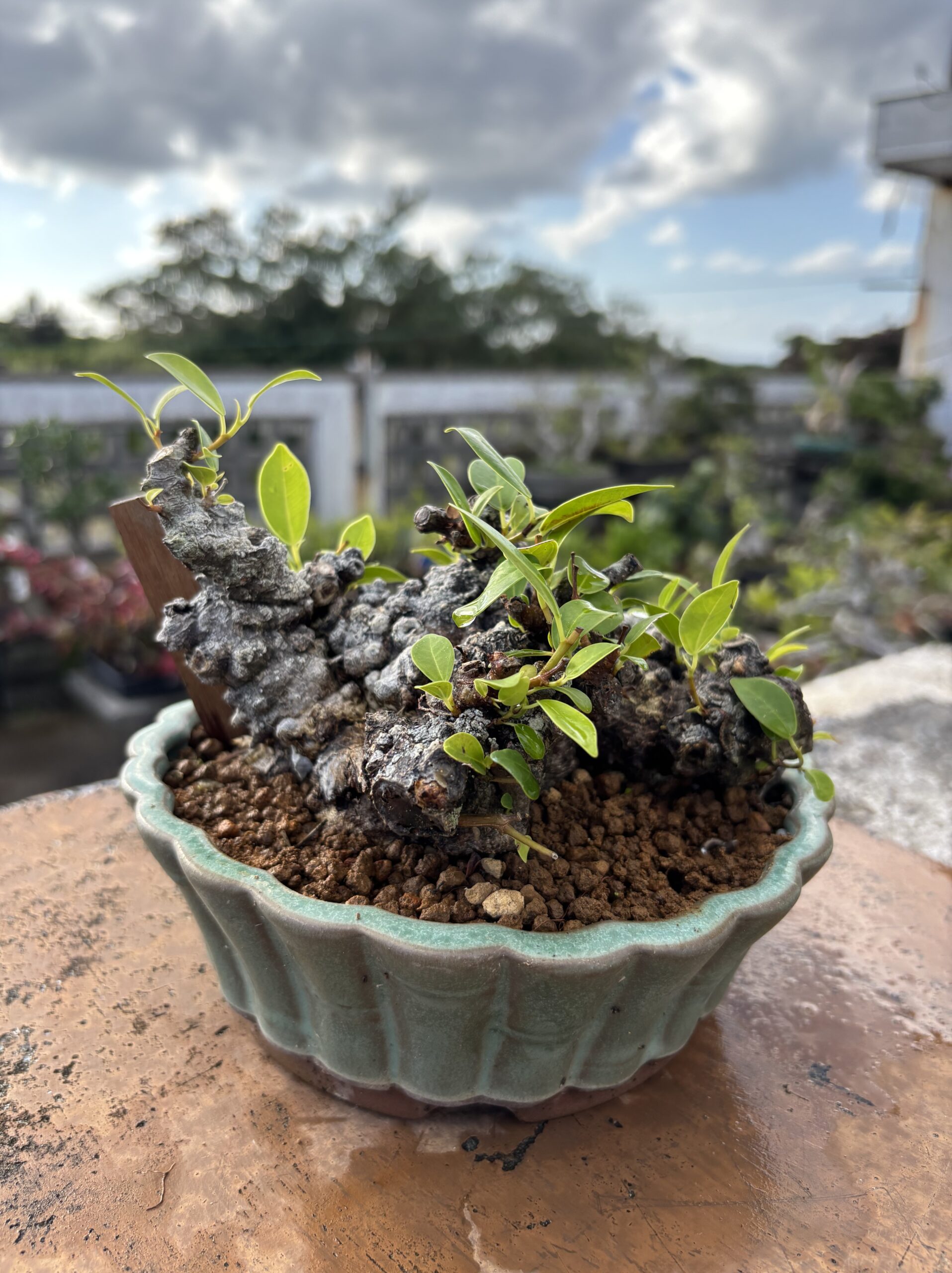 ガジュマル - 画像 (4)