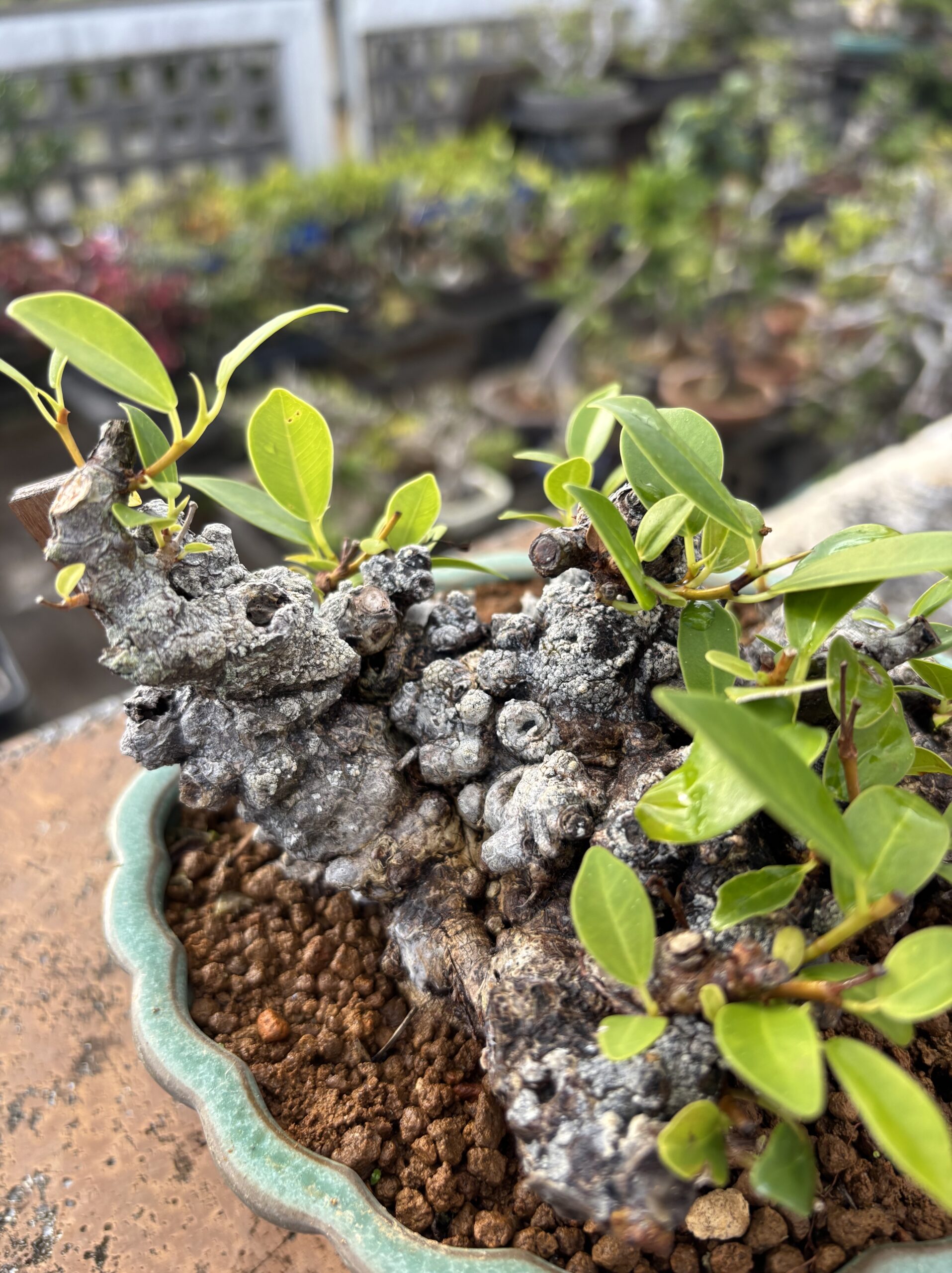 ガジュマル - 画像 (8)