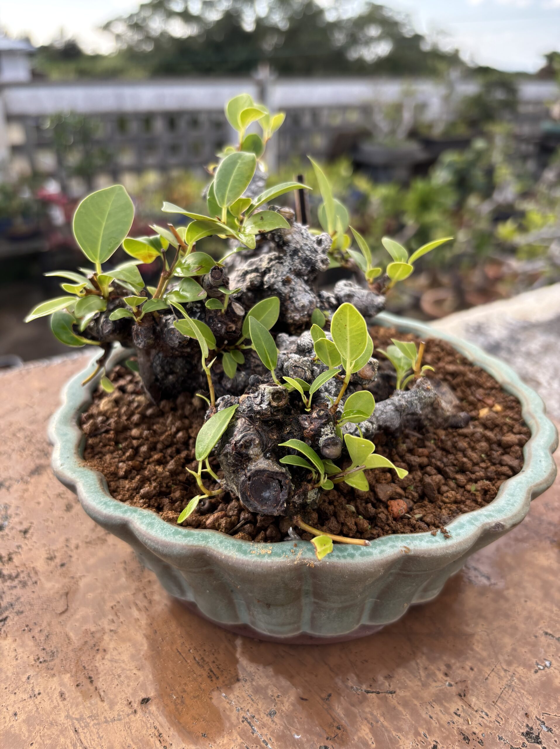 ガジュマル - 画像 (11)