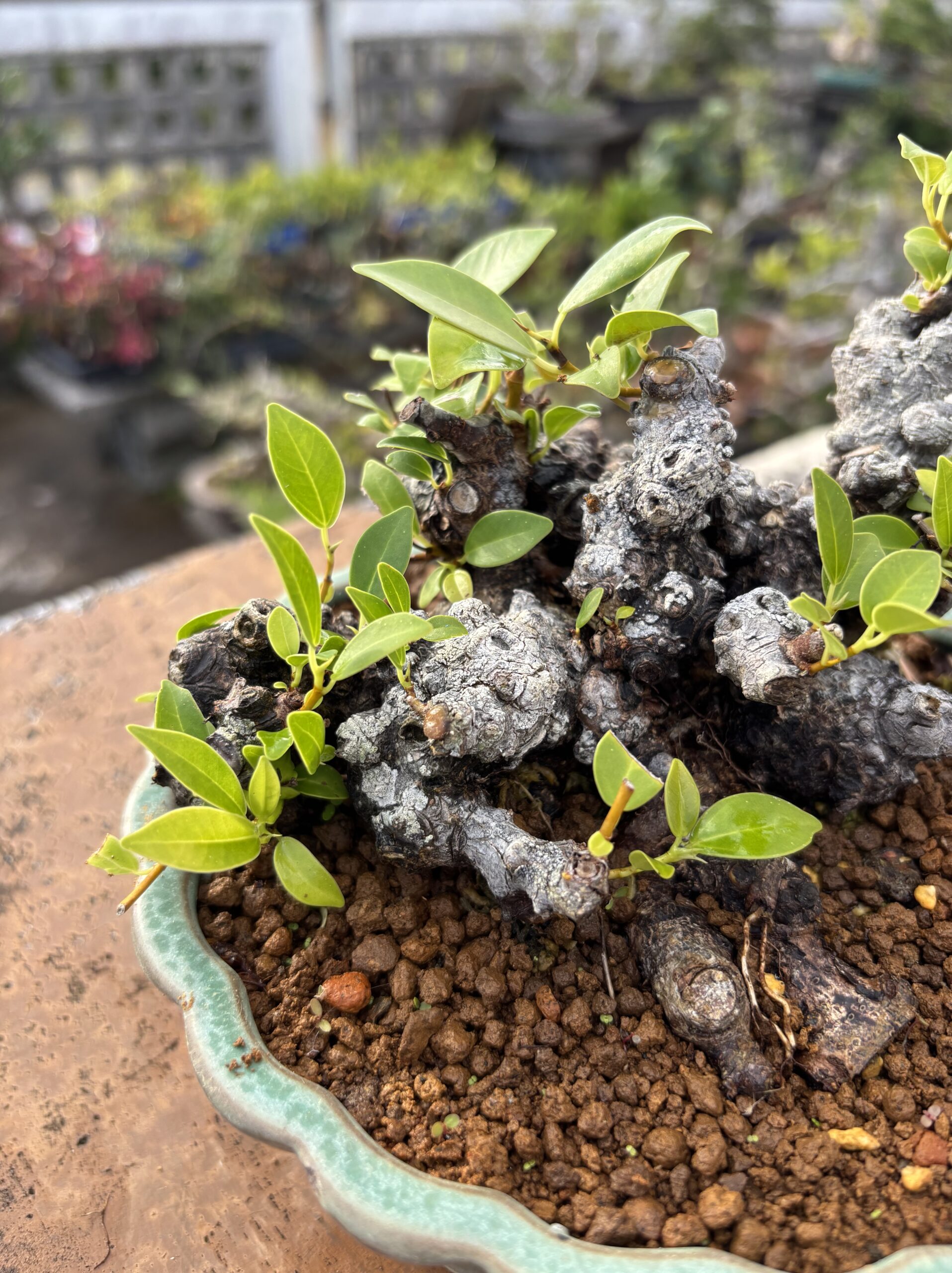 ガジュマル - 画像 (7)