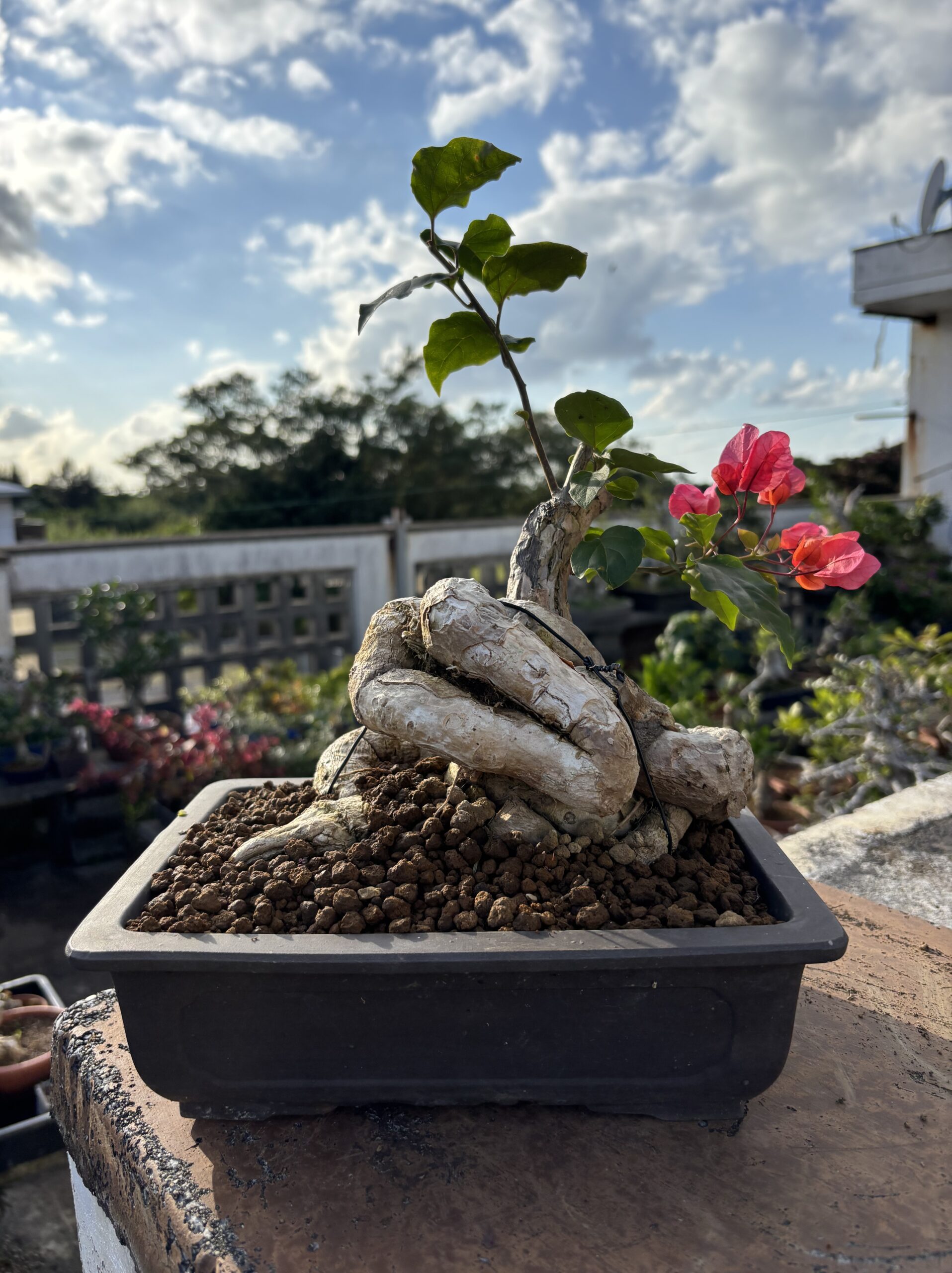 ブーゲンビリア