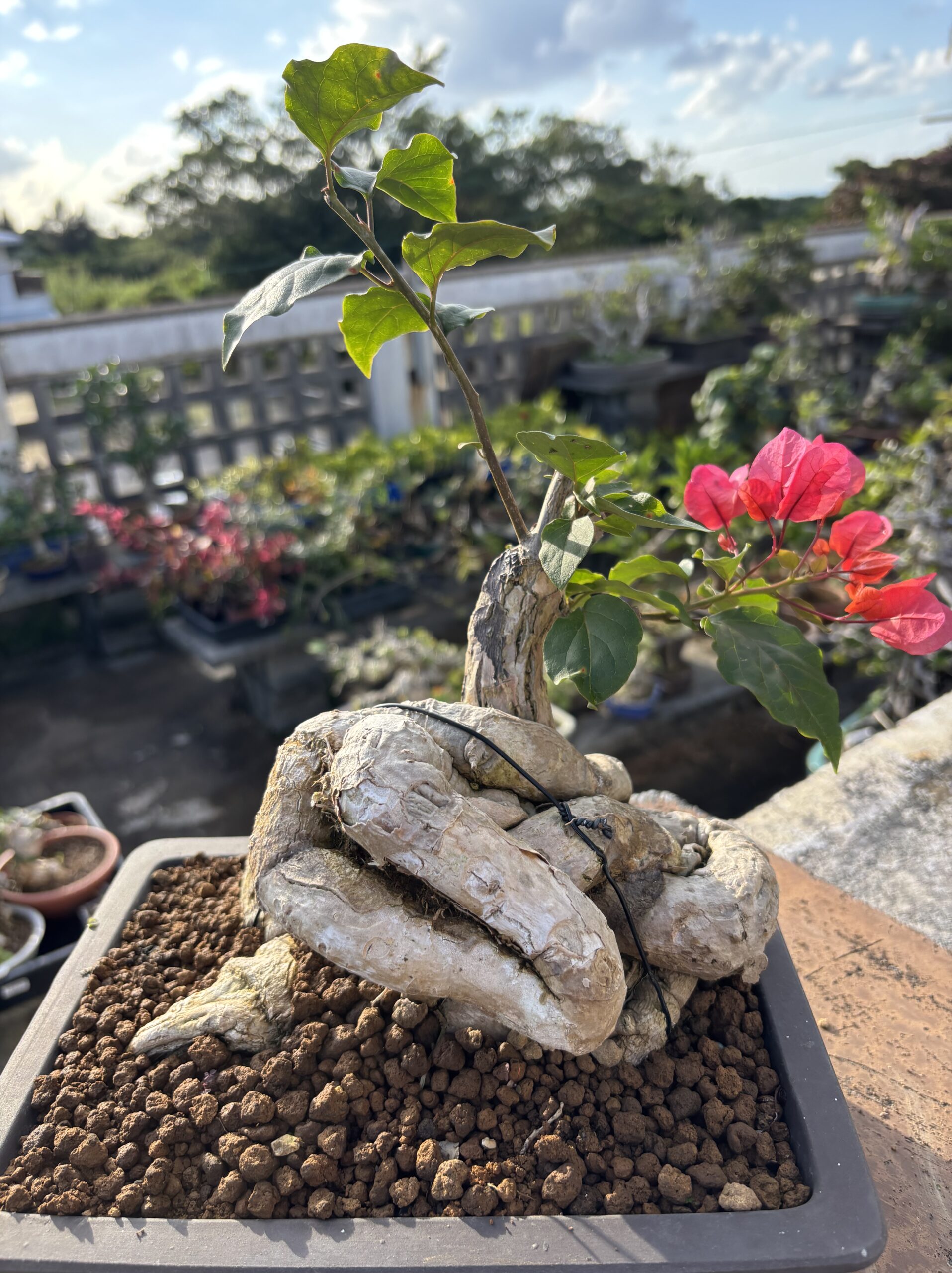 ブーゲンビリア - 画像 (2)