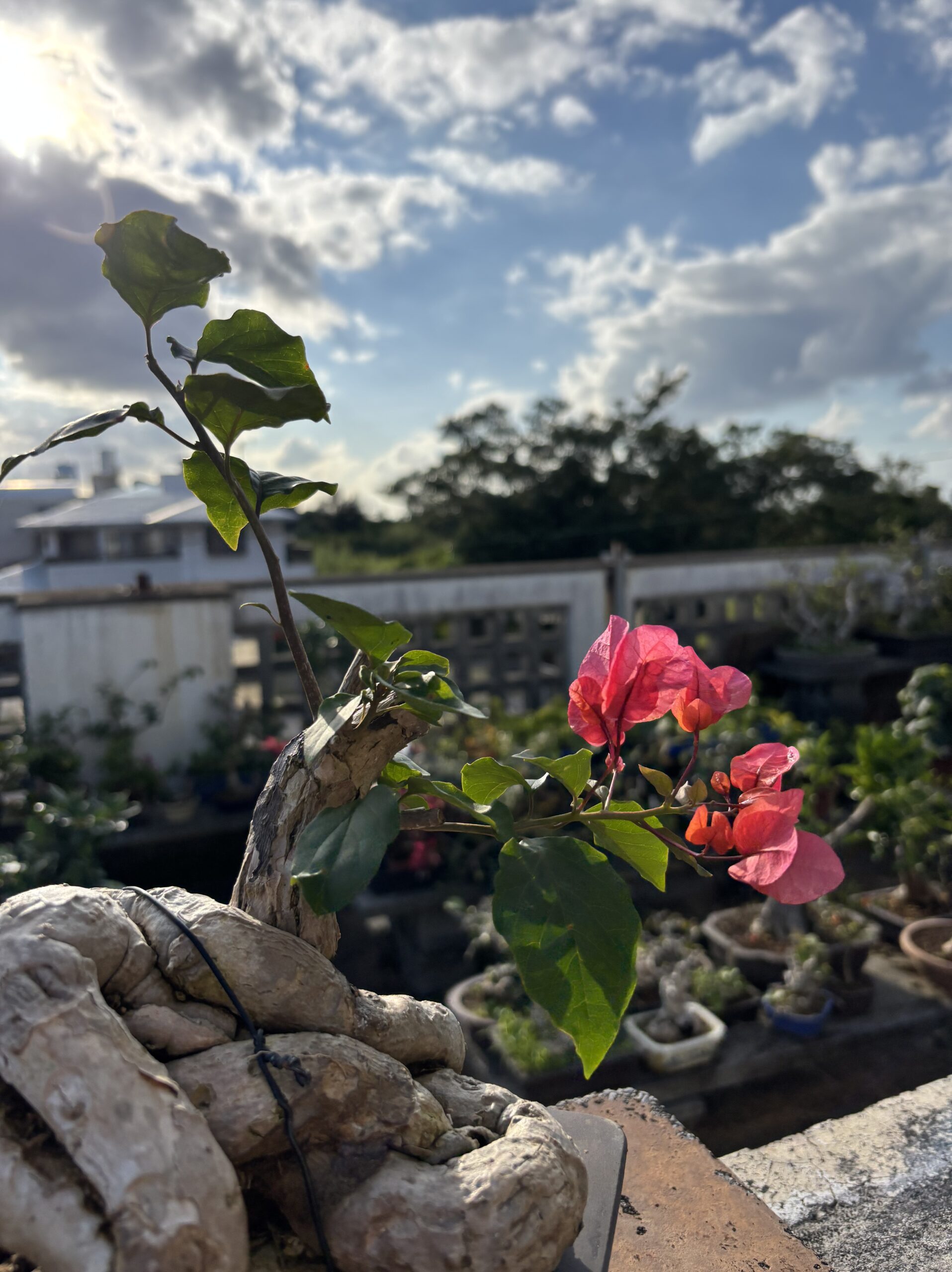 ブーゲンビリア - 画像 (3)