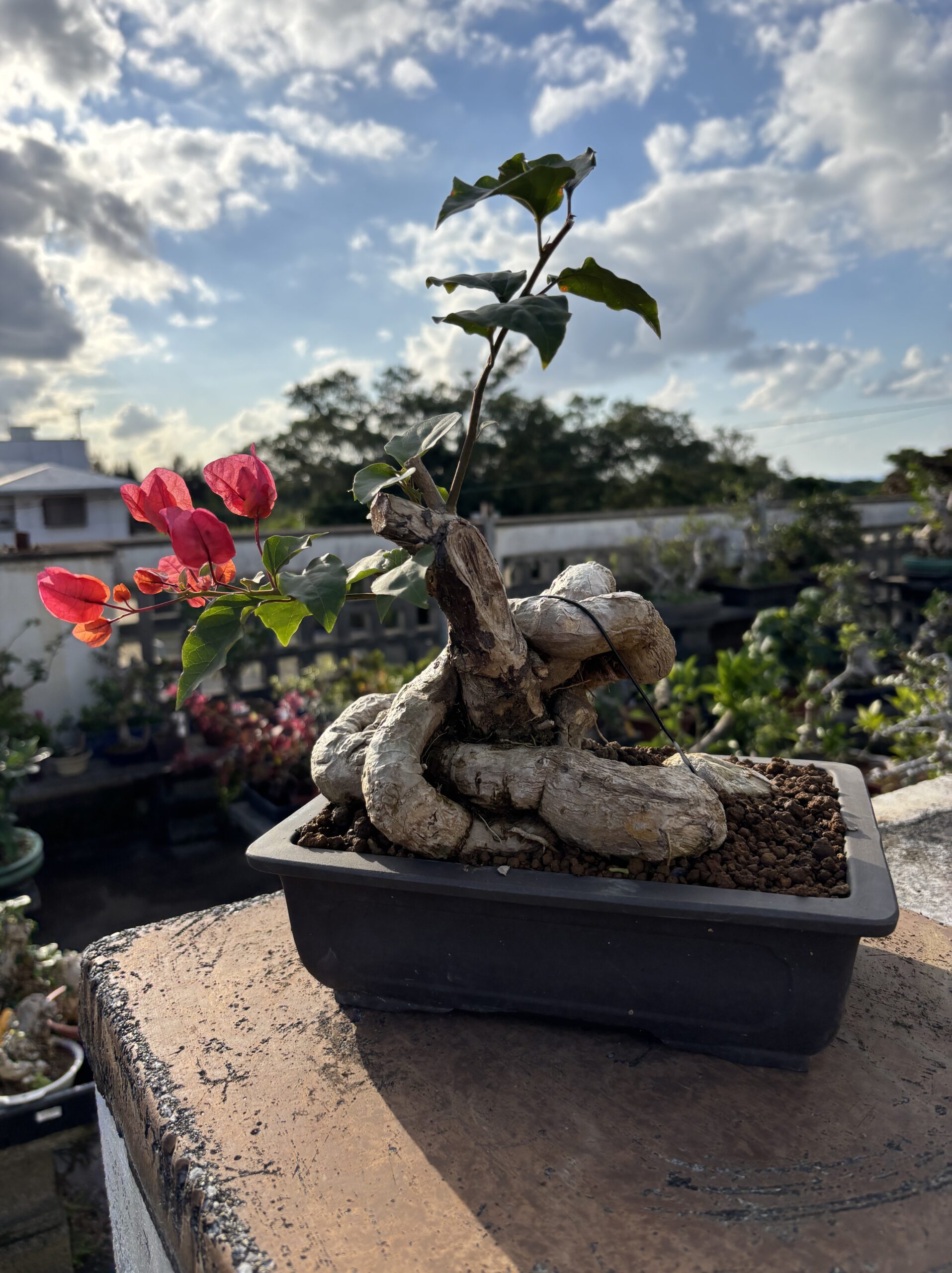 ブーゲンビリア - 画像 (4)