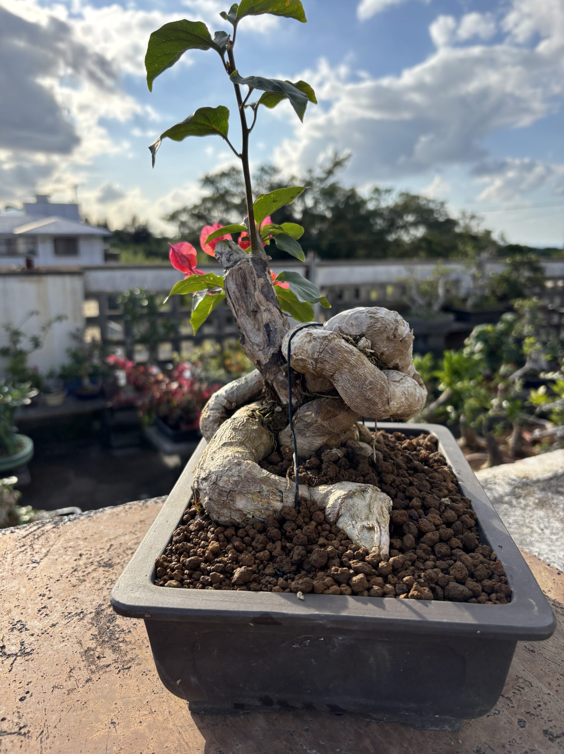 ブーゲンビリア - 画像 (7)