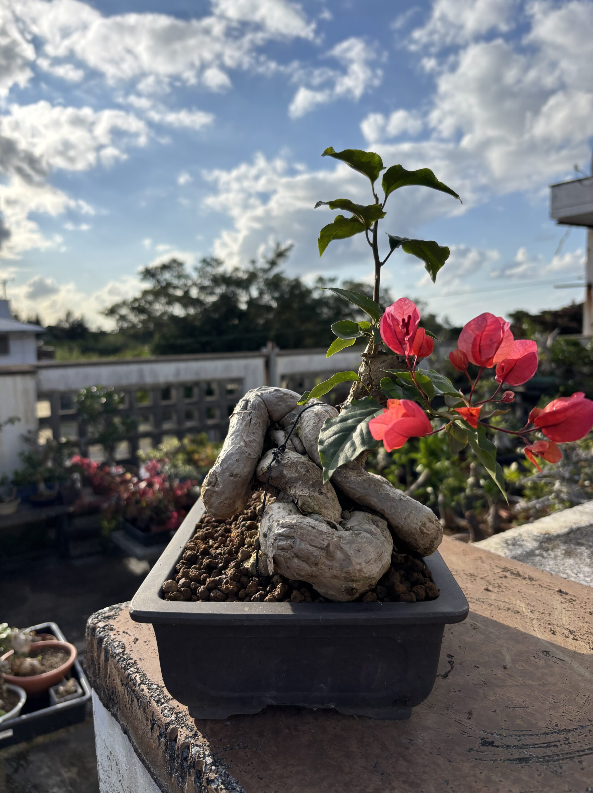 ブーゲンビリア - 画像 (5)