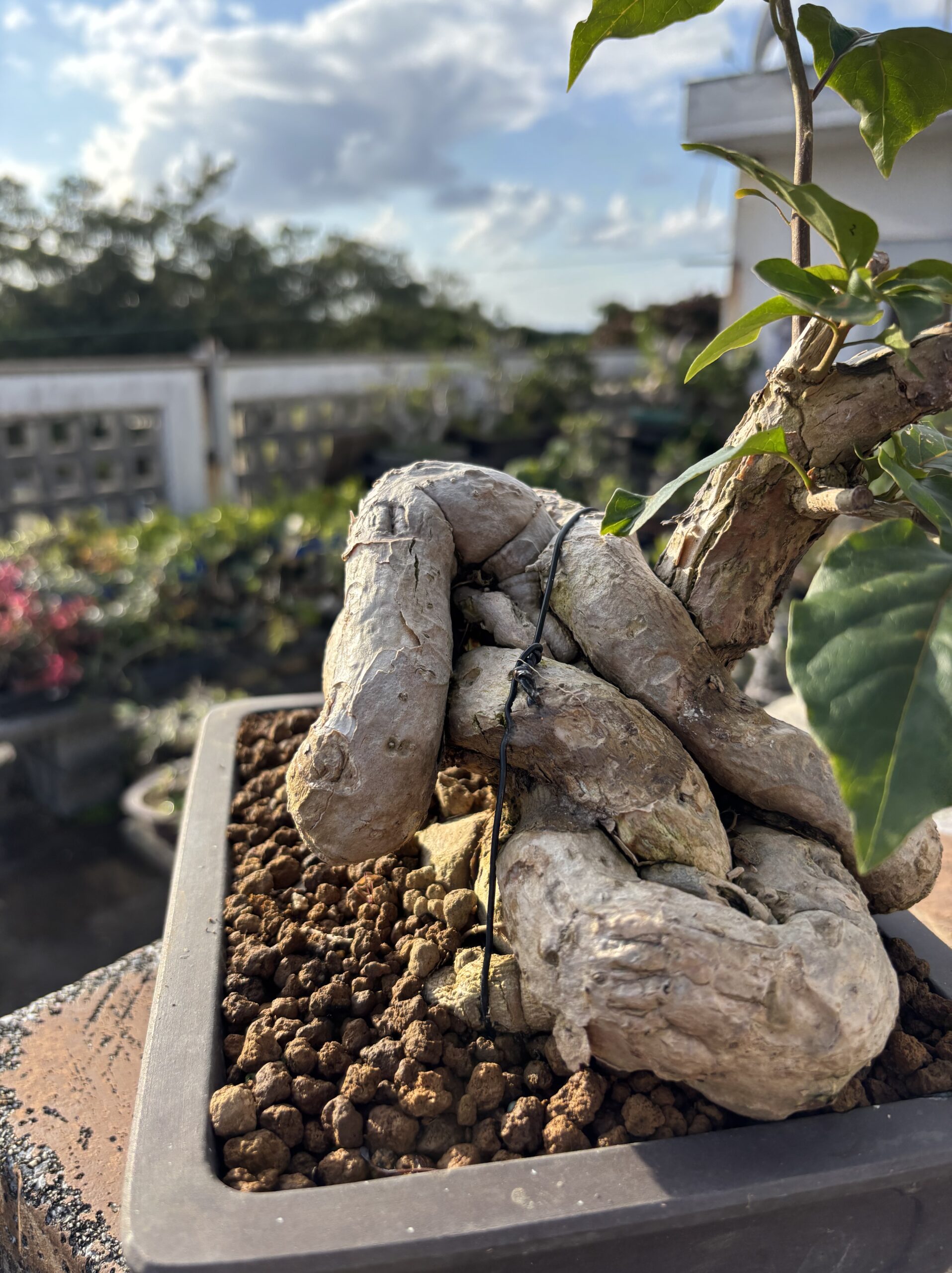 ブーゲンビリア - 画像 (6)