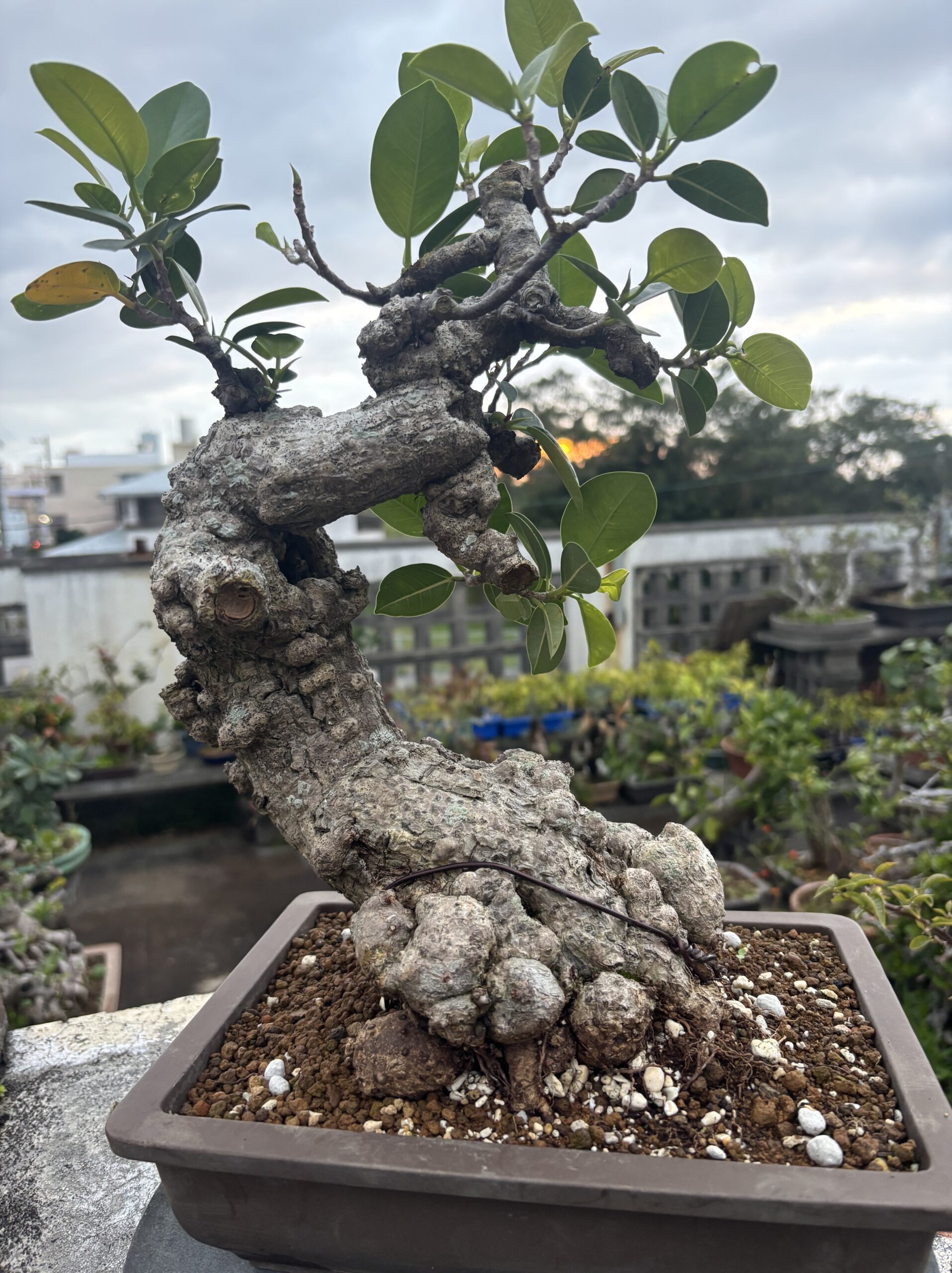 ガジュマル - 画像 (2)