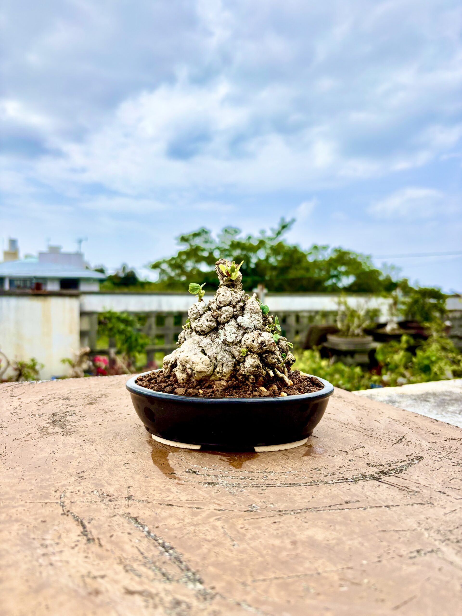 沖縄の盆栽・観葉植物の通販なら - Ginowan Bonsai